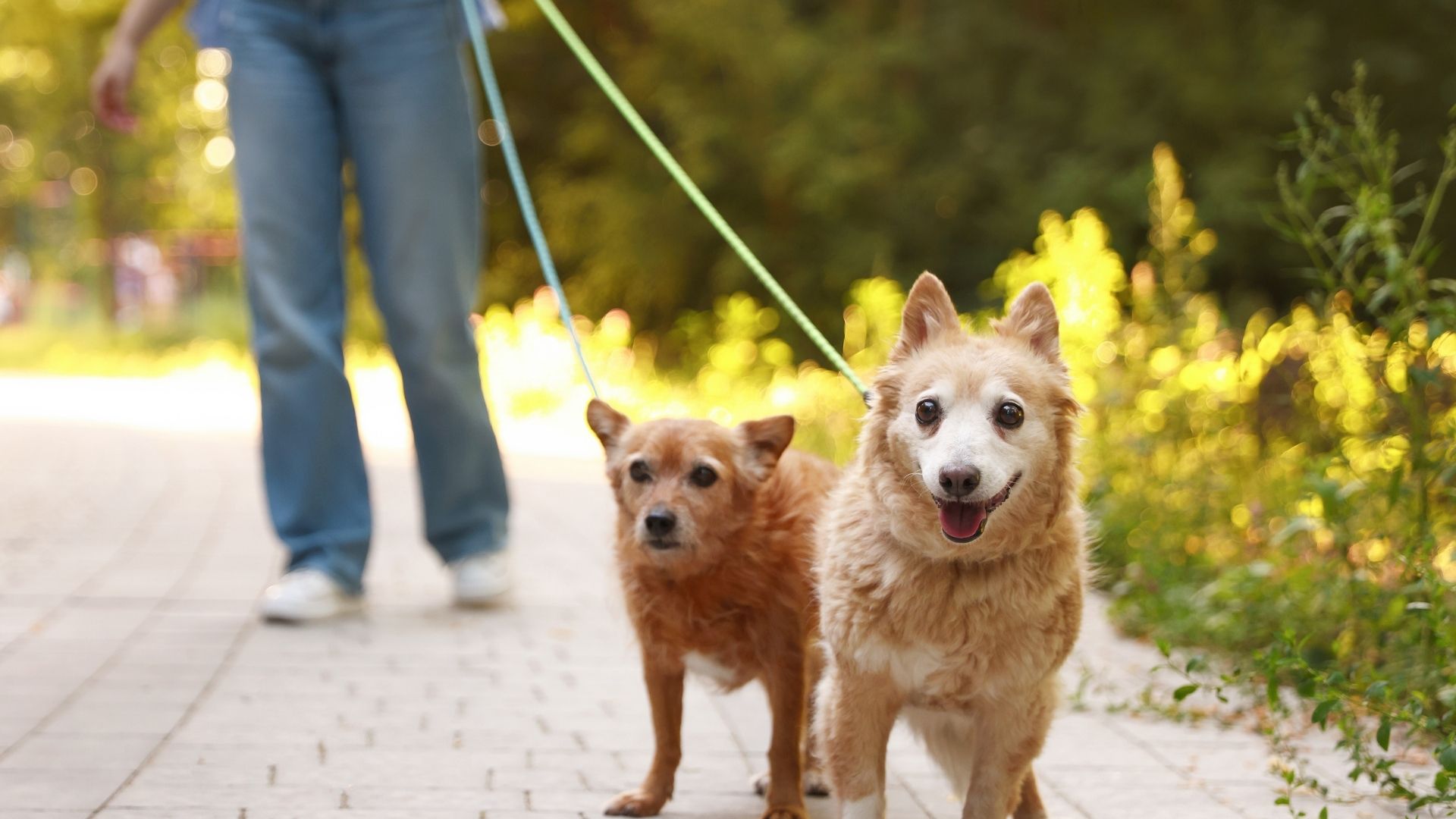 Köpekler İçin İdeal Yürüyüş Nasıl Olmalı?