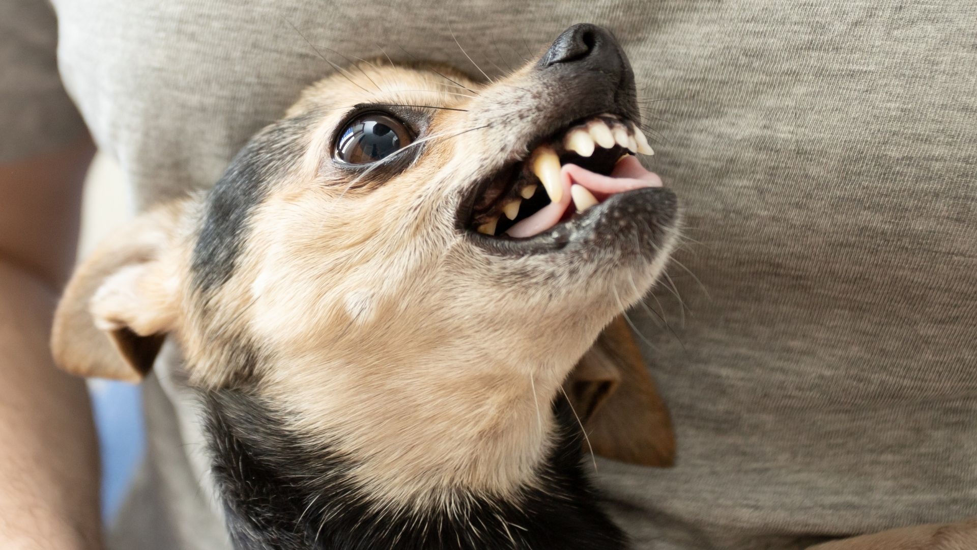 Köpekler Neden Dişlerini Gösterir?
