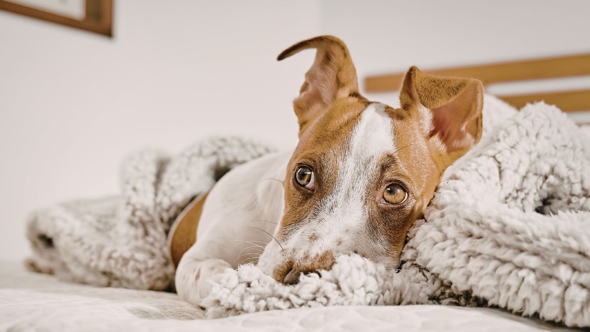 Köpekler Neden Yatmadan Önce Etraflarında Döner?