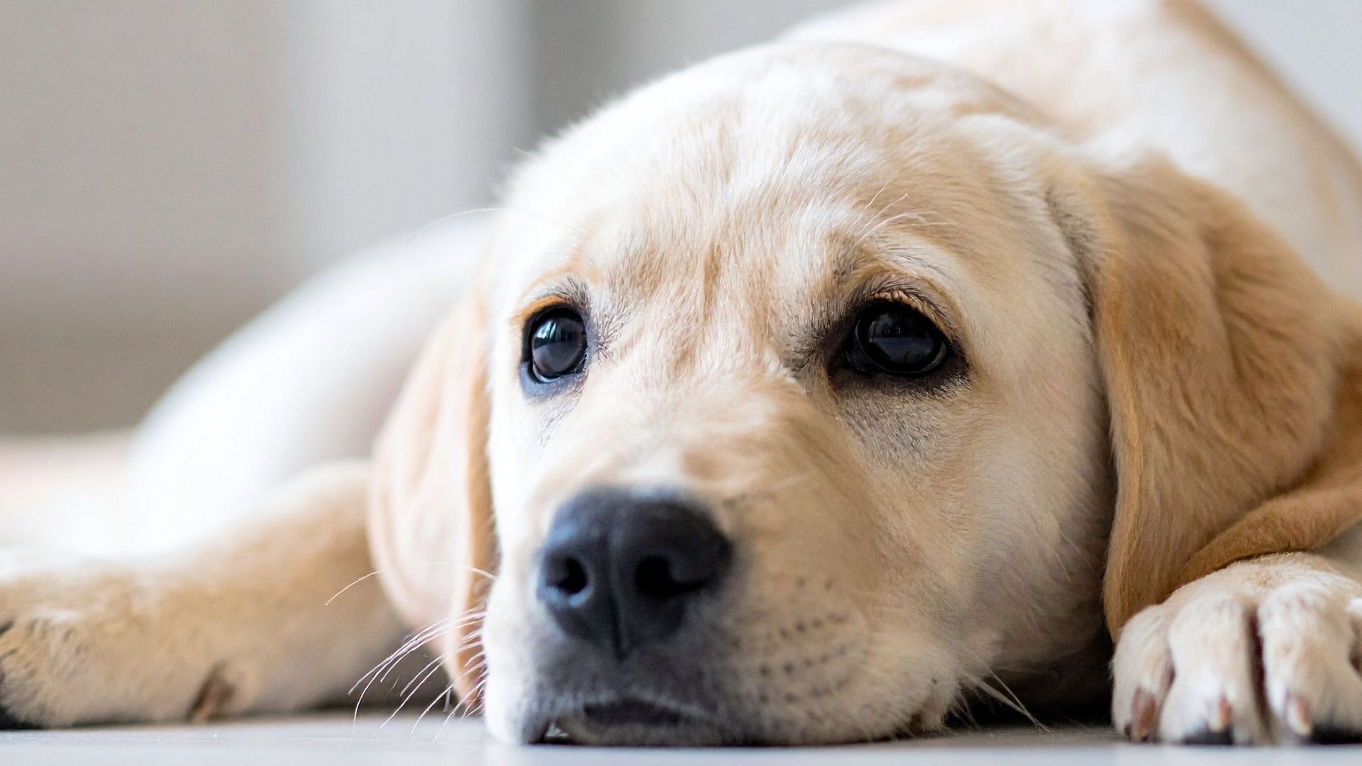 Köpekler Neden Yatmadan Önce Etraflarında Döner?