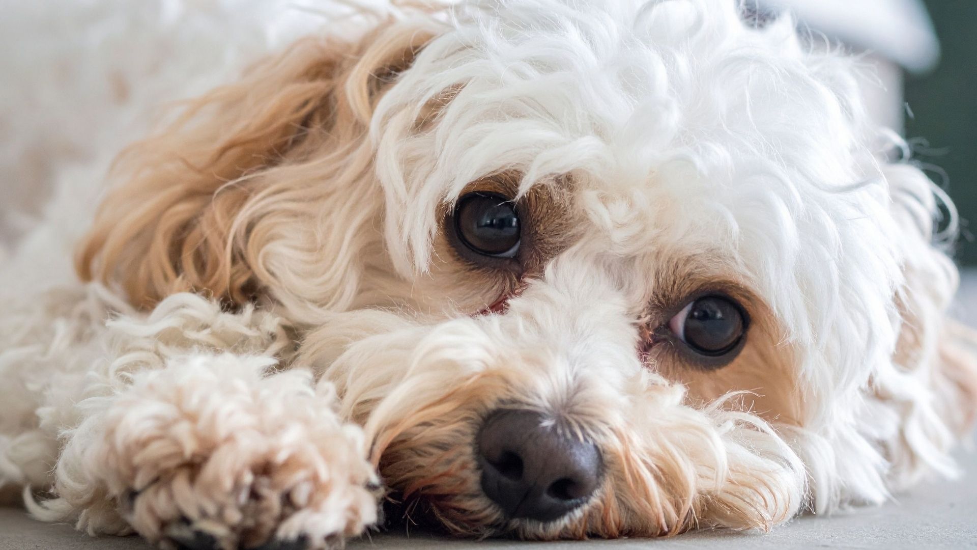 Köpekler Neden Yatmadan Önce Etraflarında Döner?