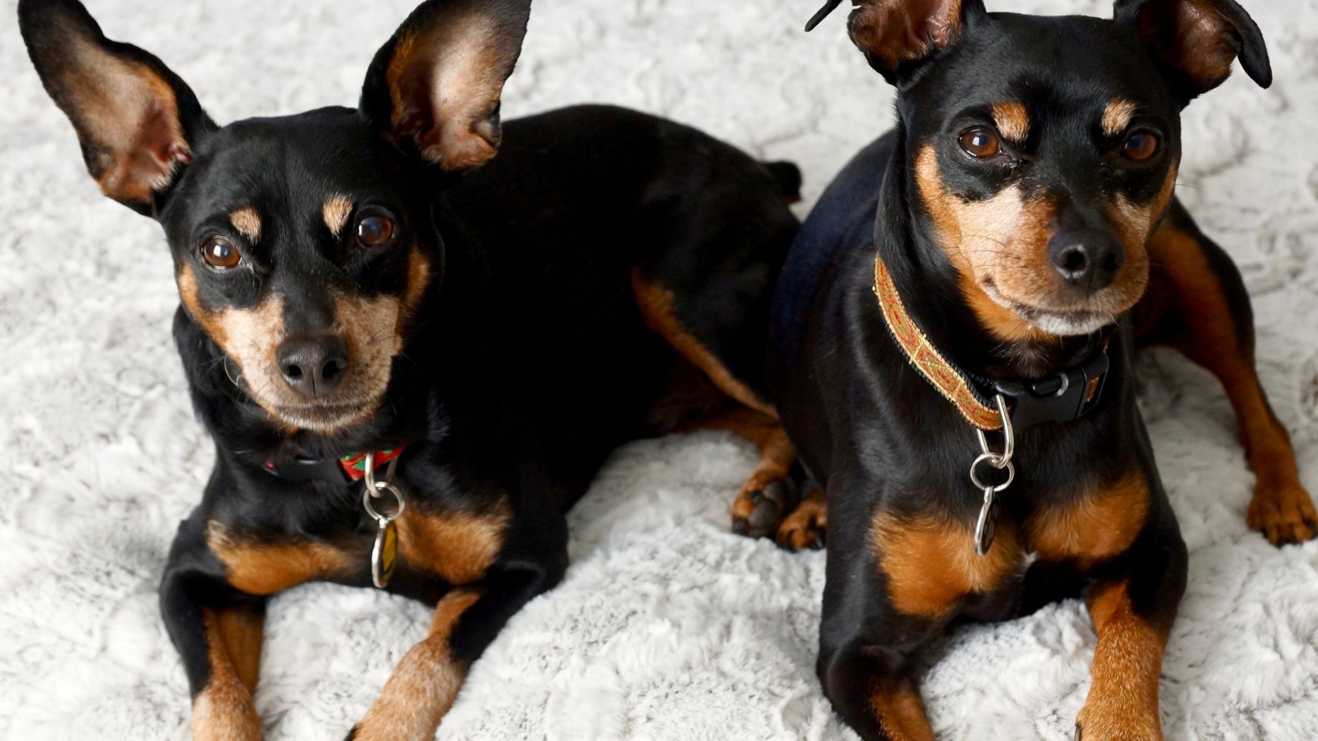 Köpeklerde Bağışıklık Sistemi Nasıl Güçlendirilir?