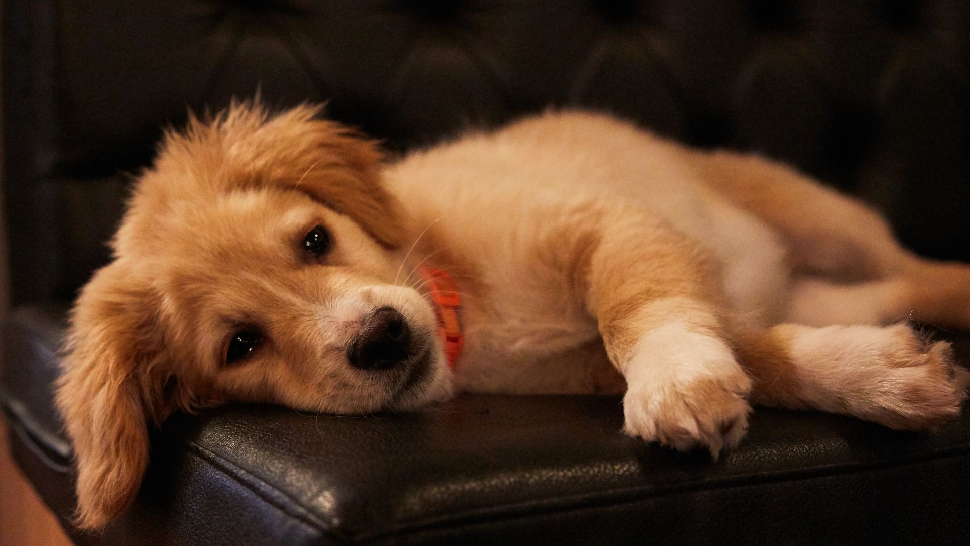 Köpeklerde Bağışıklık Sistemi Nasıl Güçlendirilir?