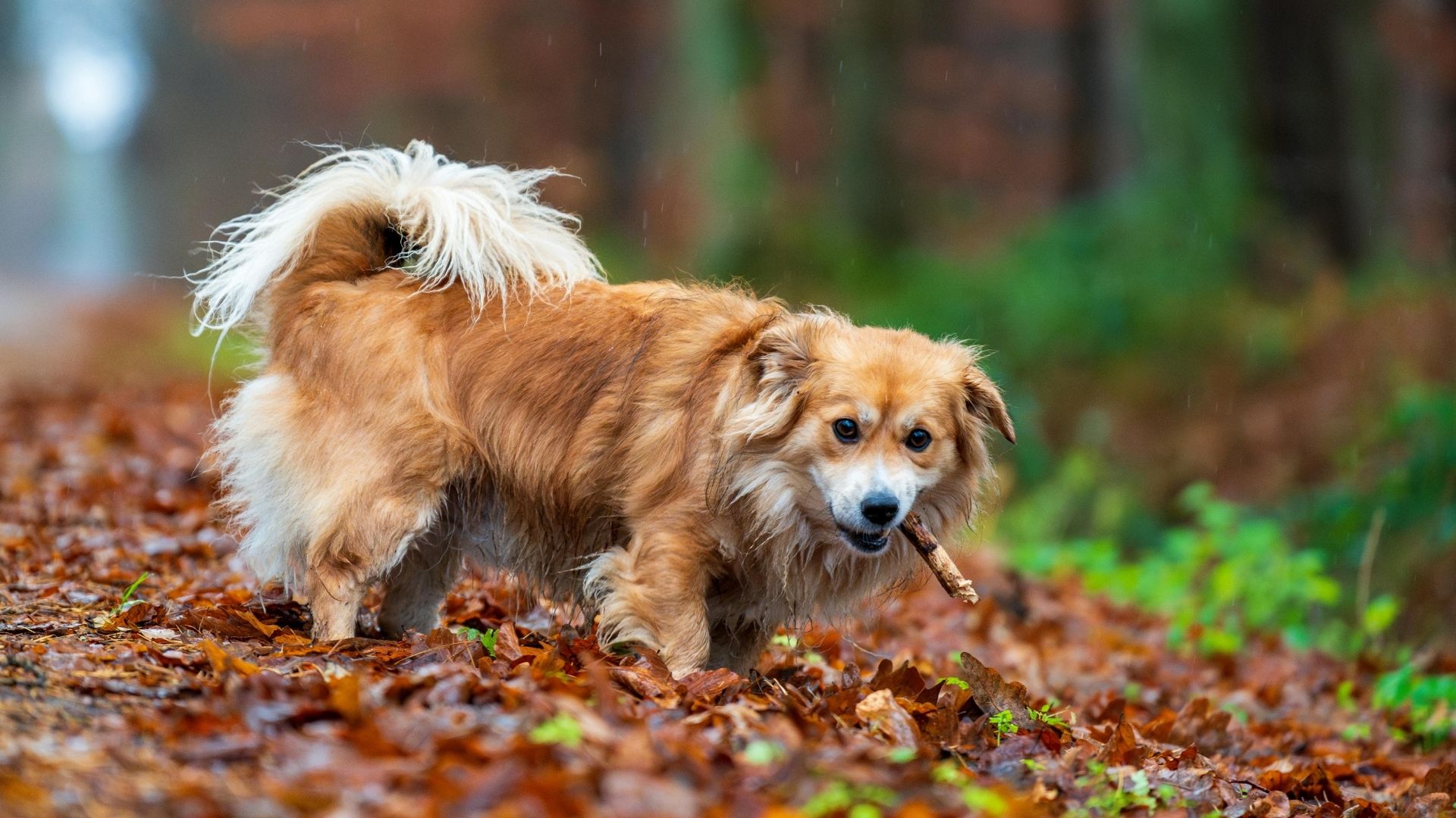 Köpeklerde Bağışıklık Sistemi Nasıl Güçlendirilir?