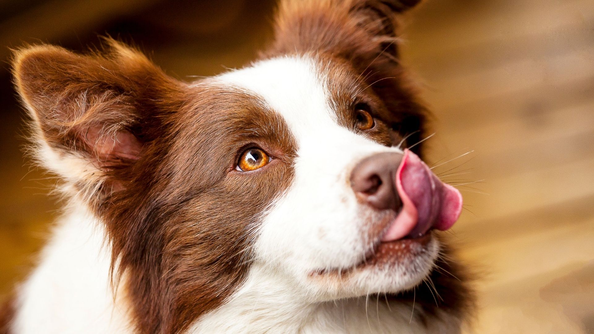 Köpeklerde Göz Temizliği Nasıl Yapılır?