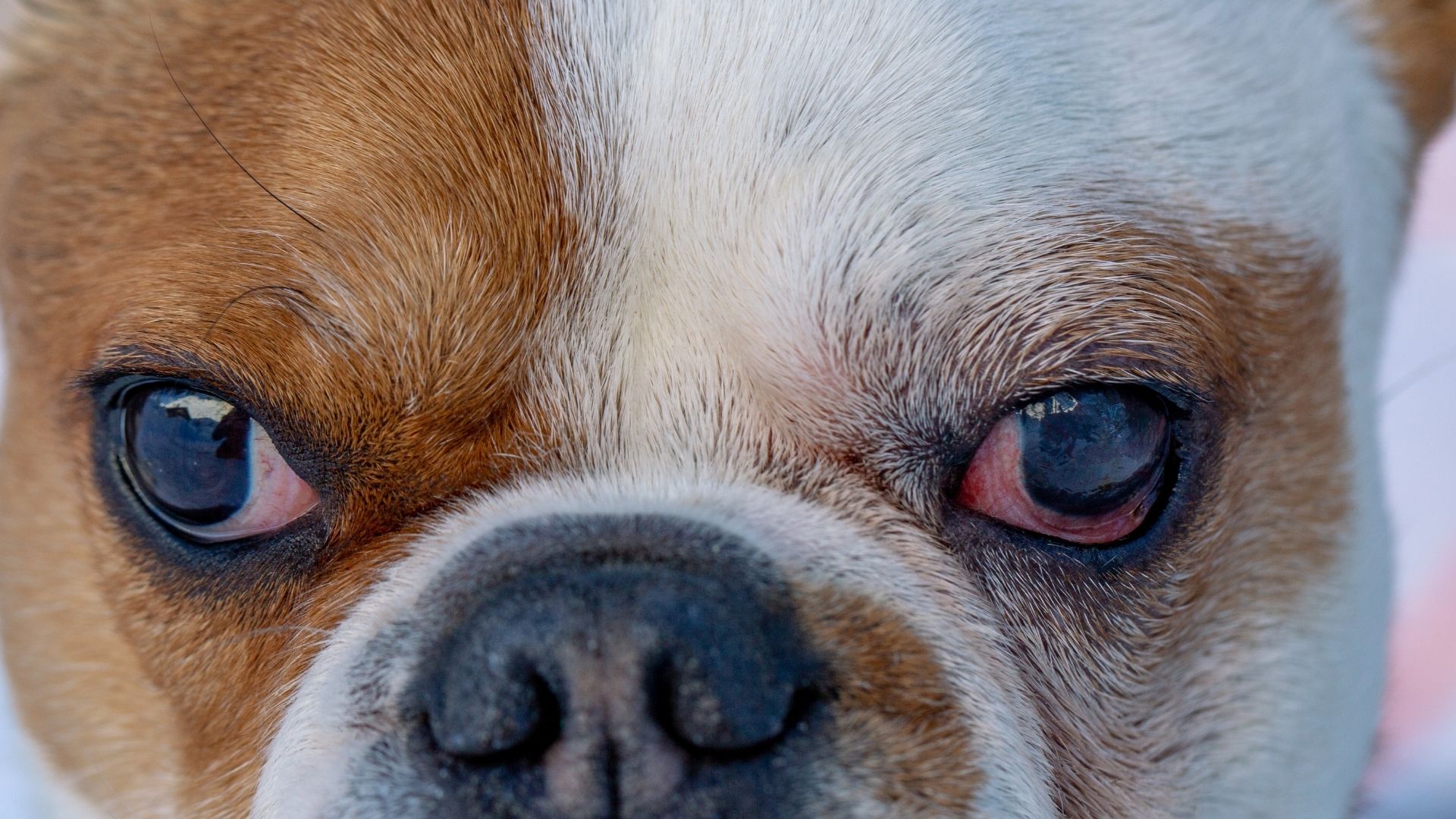 Köpeklerde Göz Temizliği Nasıl Yapılır?