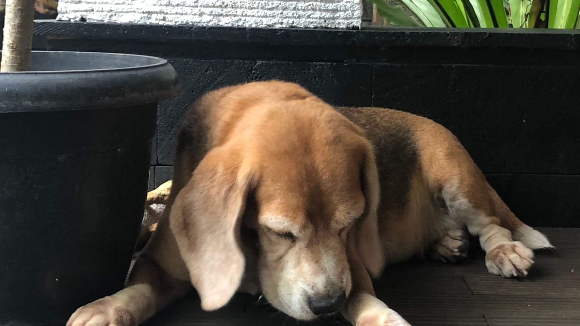 Köpeklerin Hamilelik Süreci Ne Kadardır?