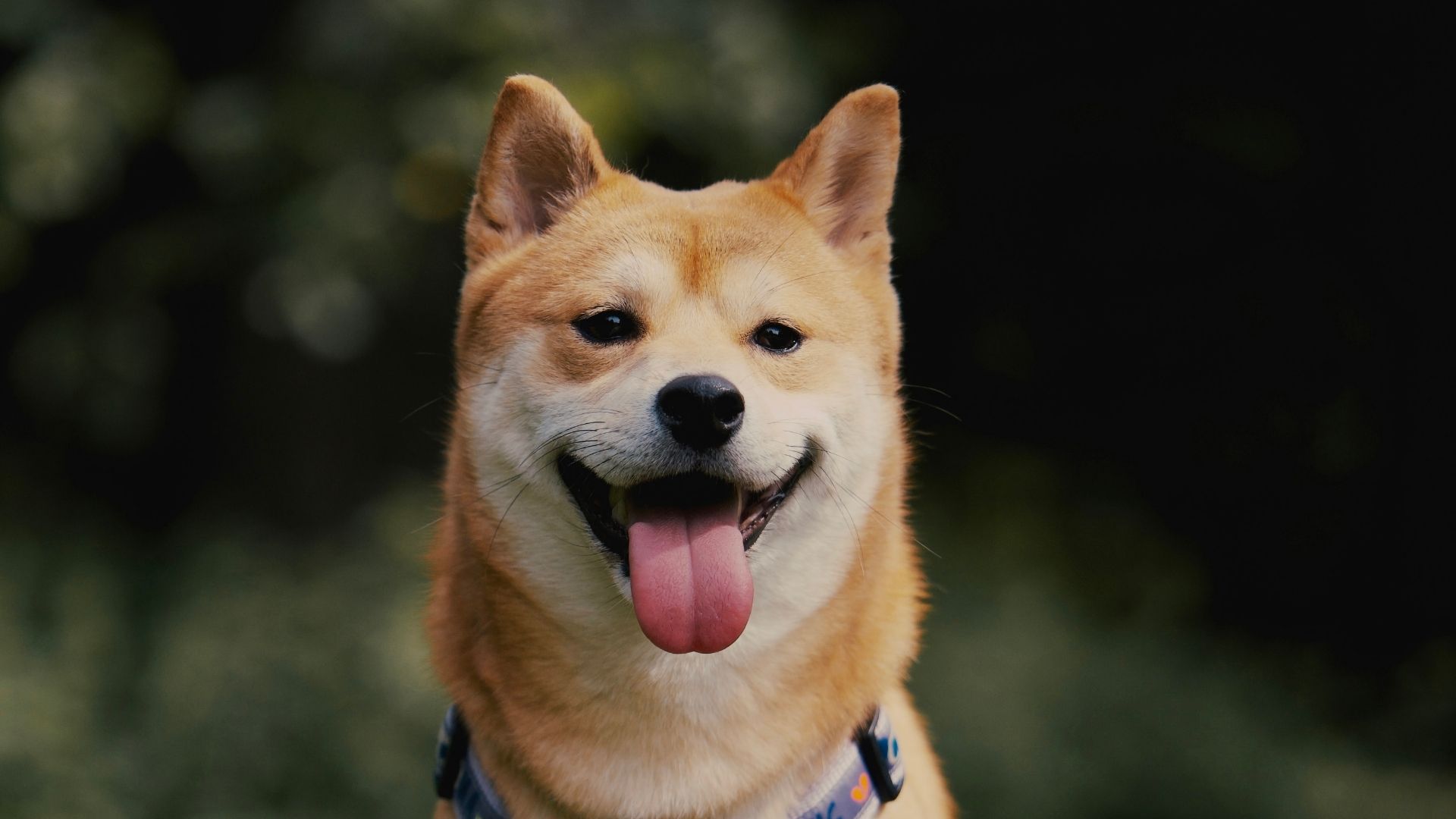 Köpeklerin Hamilelik Süreci Ne Kadardır?