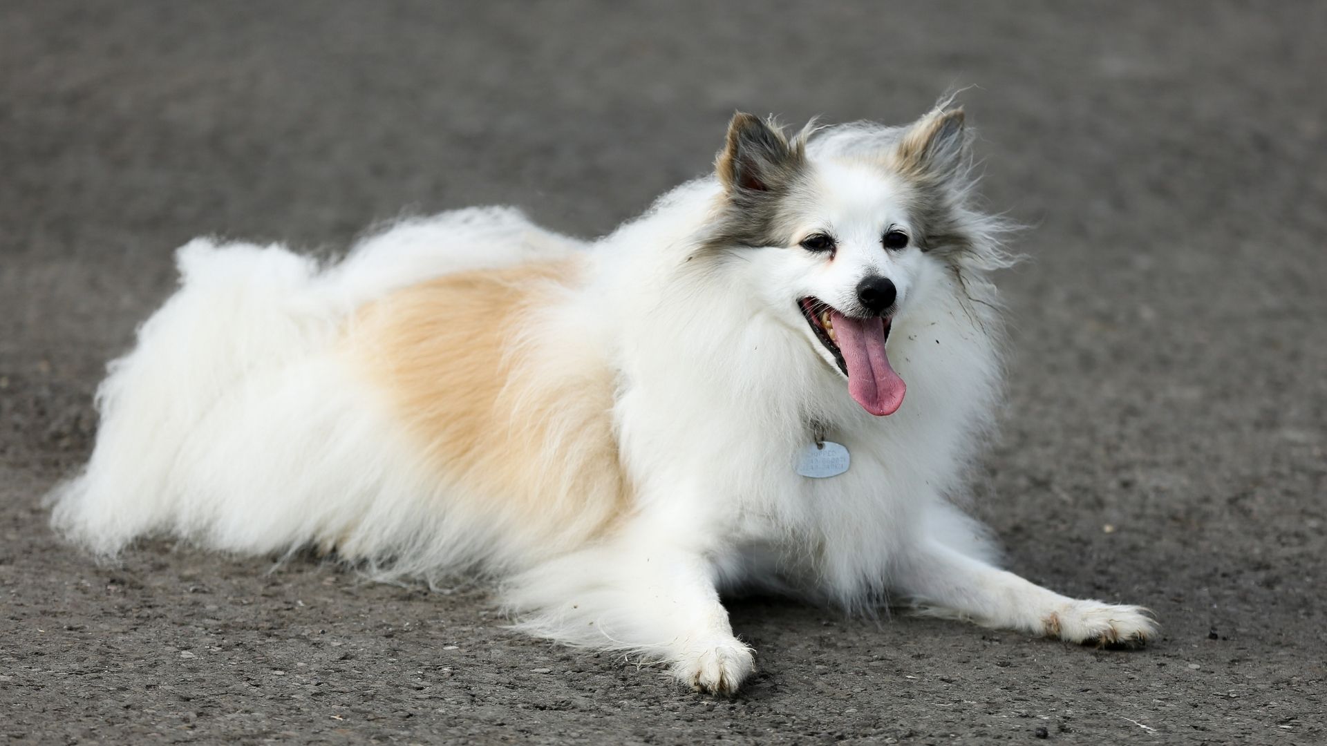 Köpeklerin Hamilelik Süreci Ne Kadardır?