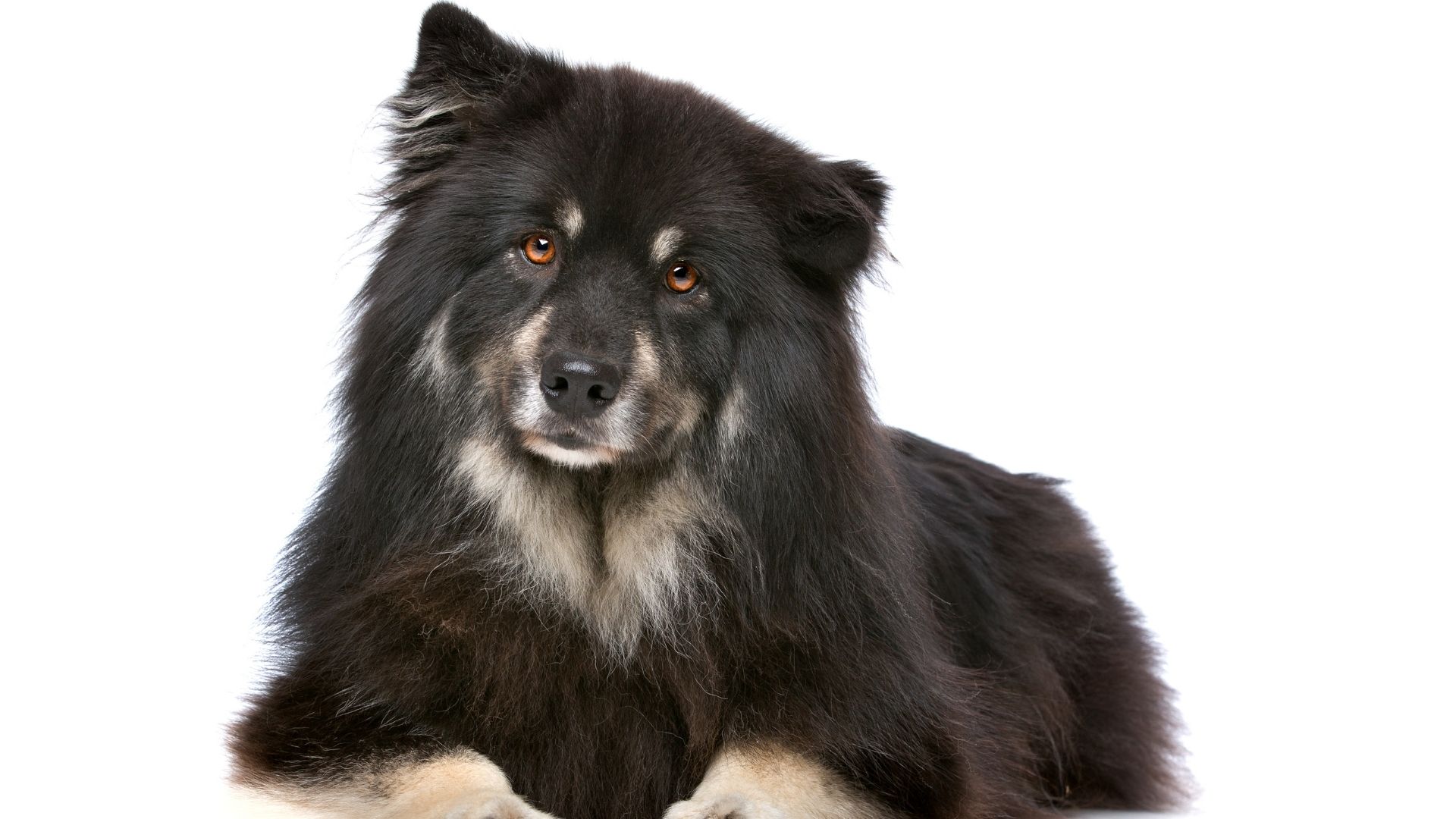 Lapphund Köpek Irkı Özellikleri ve Bakımı 