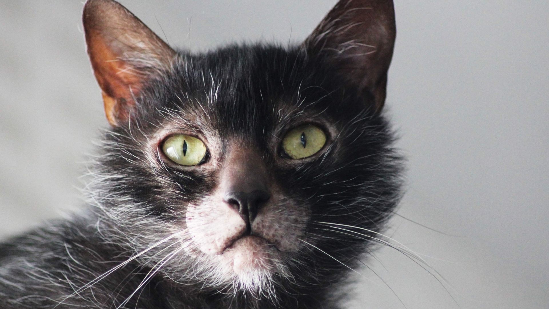 Lykoi Kedisi Özellikleri ve Bakımı 