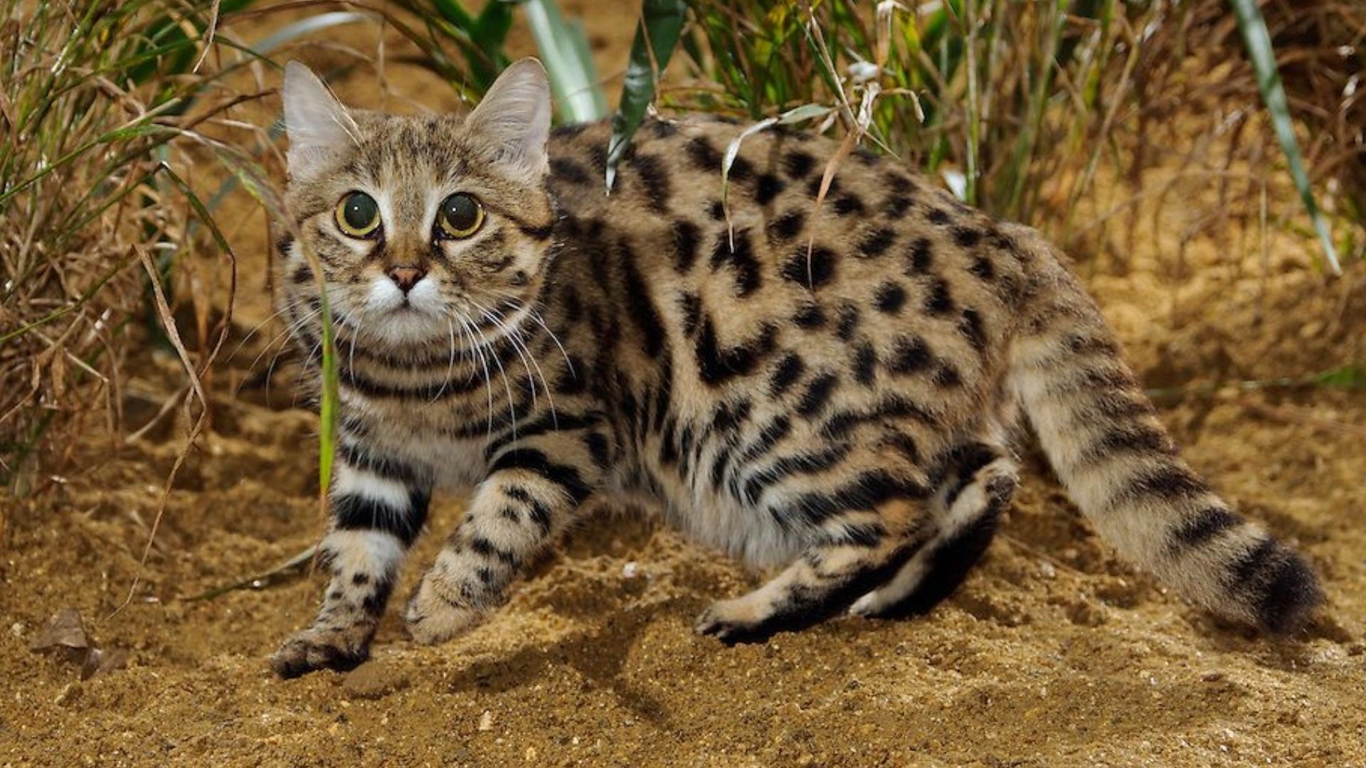 Mojave Spotted Kedi Irkı Özellikleri ve Bakımı
