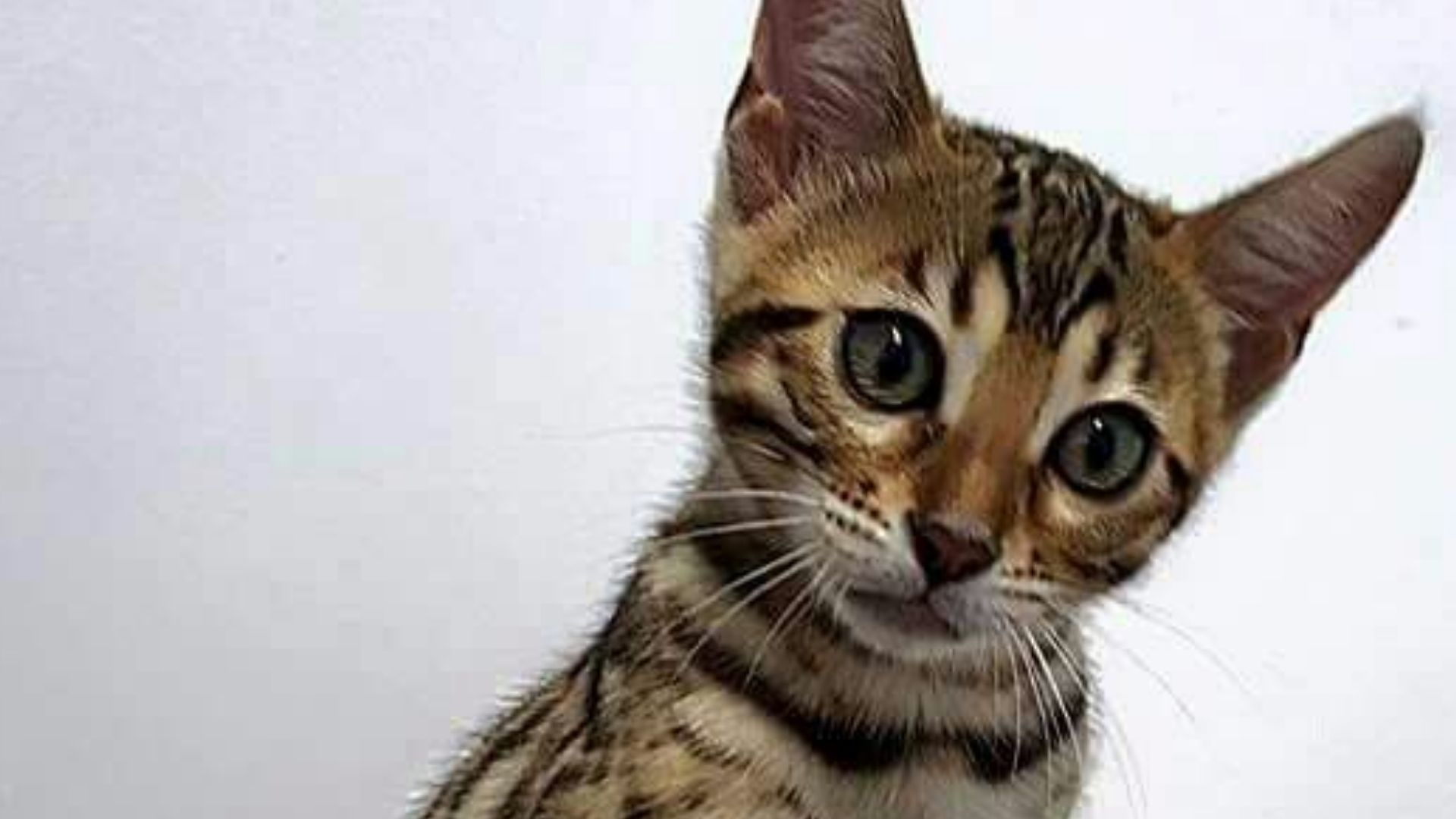 Mojave Spotted Kedi Irkı Özellikleri ve Bakımı