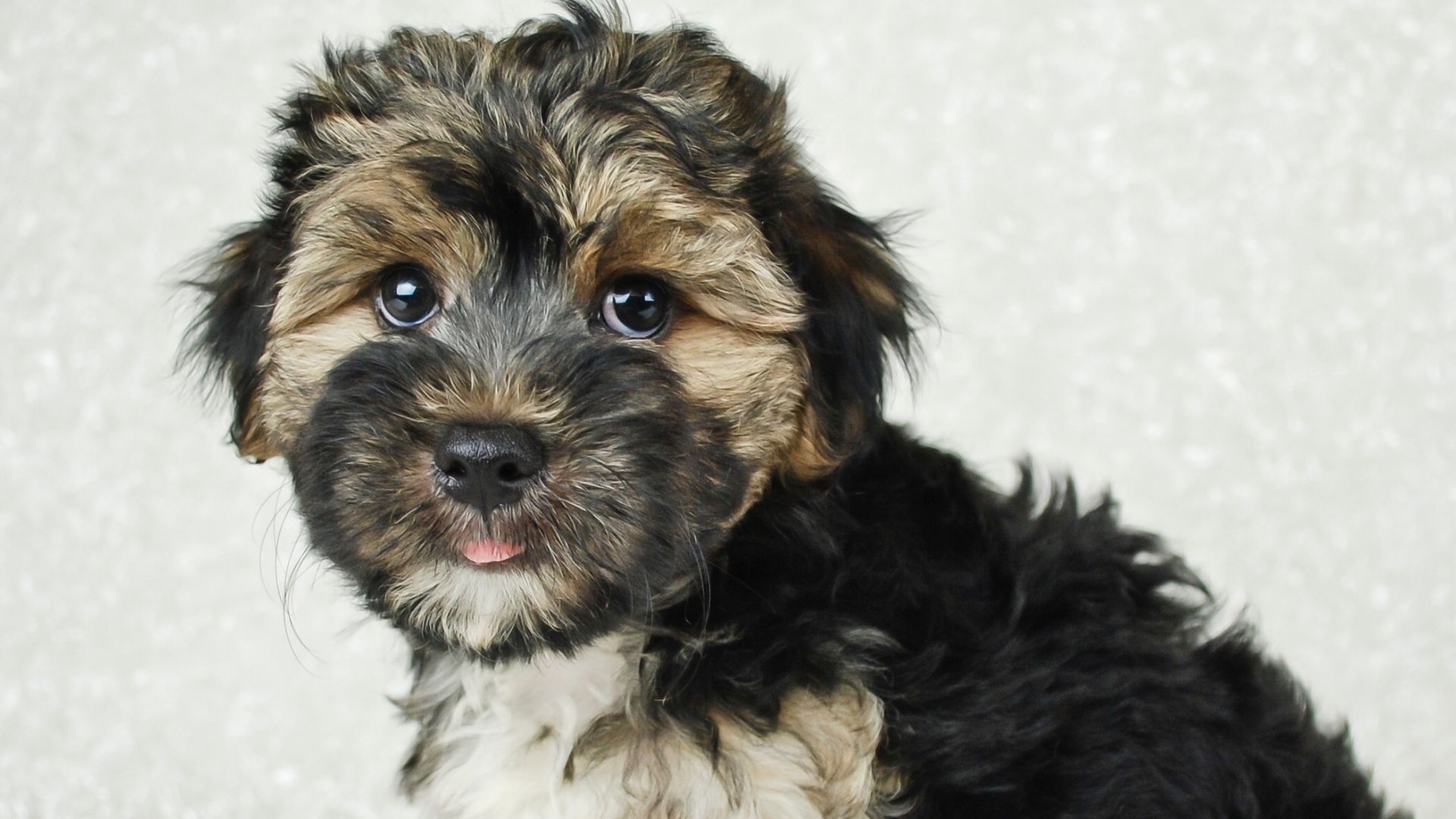 Morkie Köpek Irkı Özellikleri ve Bakımı 