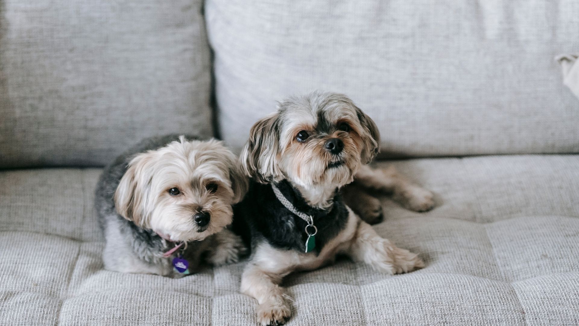 Morkie Köpek Irkı Özellikleri ve Bakımı 