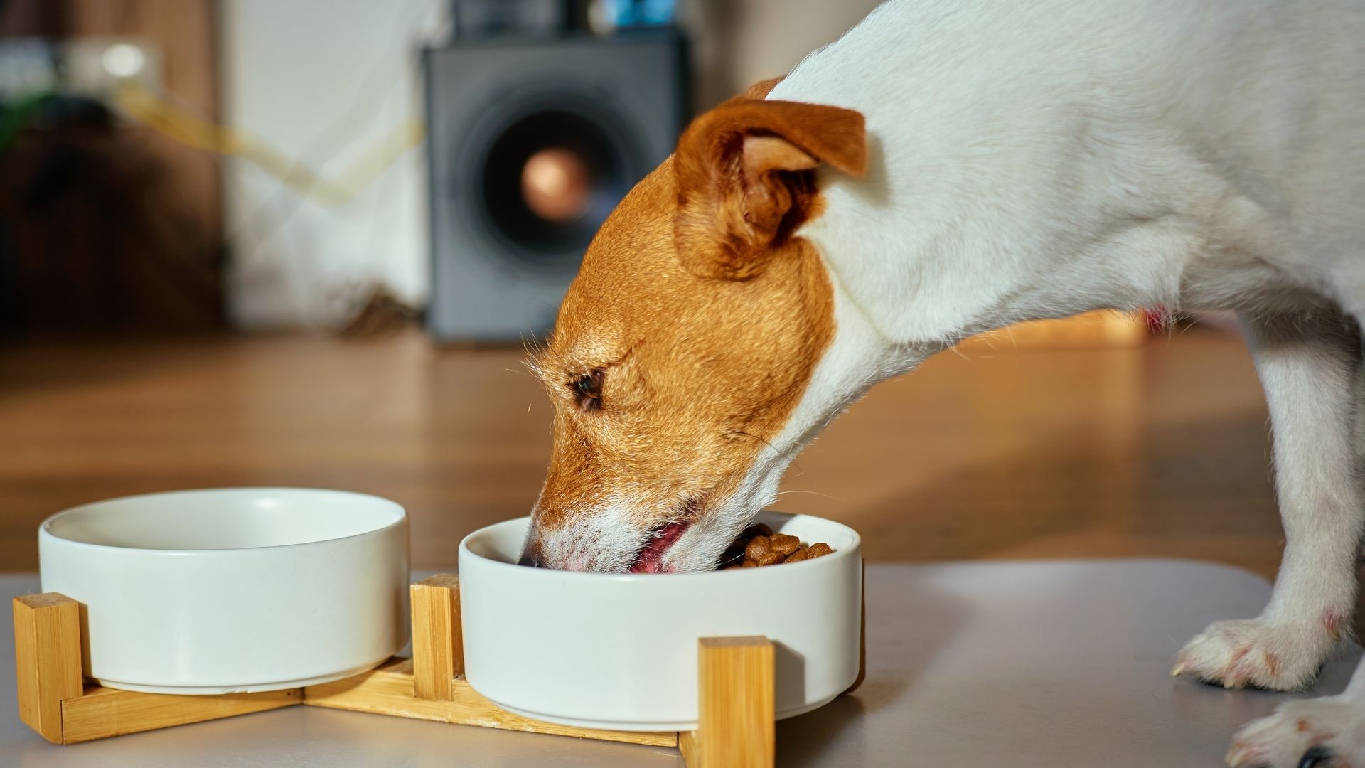 Neden Yüksek Proteinli Köpek Mamaları Tercih Ediliyor?