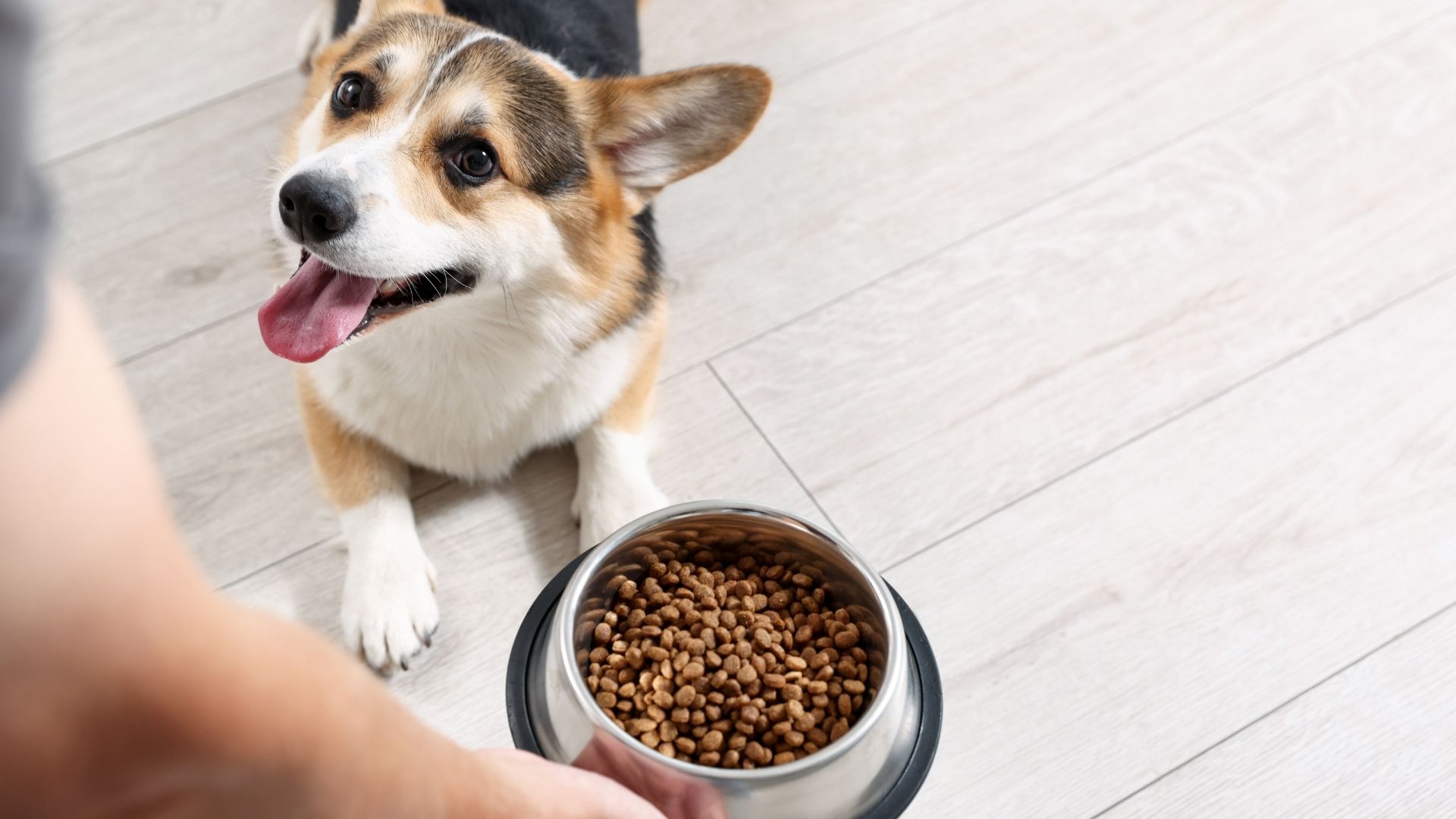 Neden Yüksek Proteinli Köpek Mamaları Tercih Ediliyor?