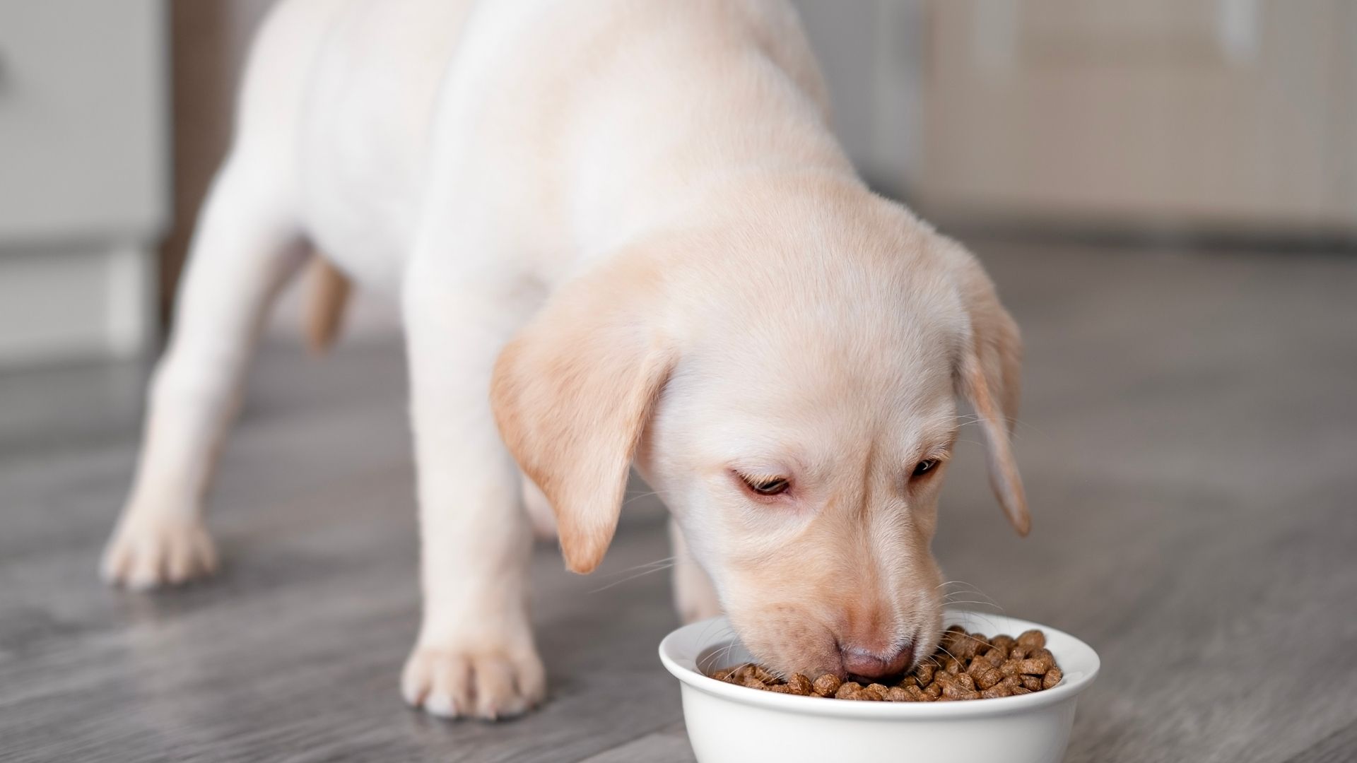 Neden Yüksek Proteinli Köpek Mamaları Tercih Ediliyor?