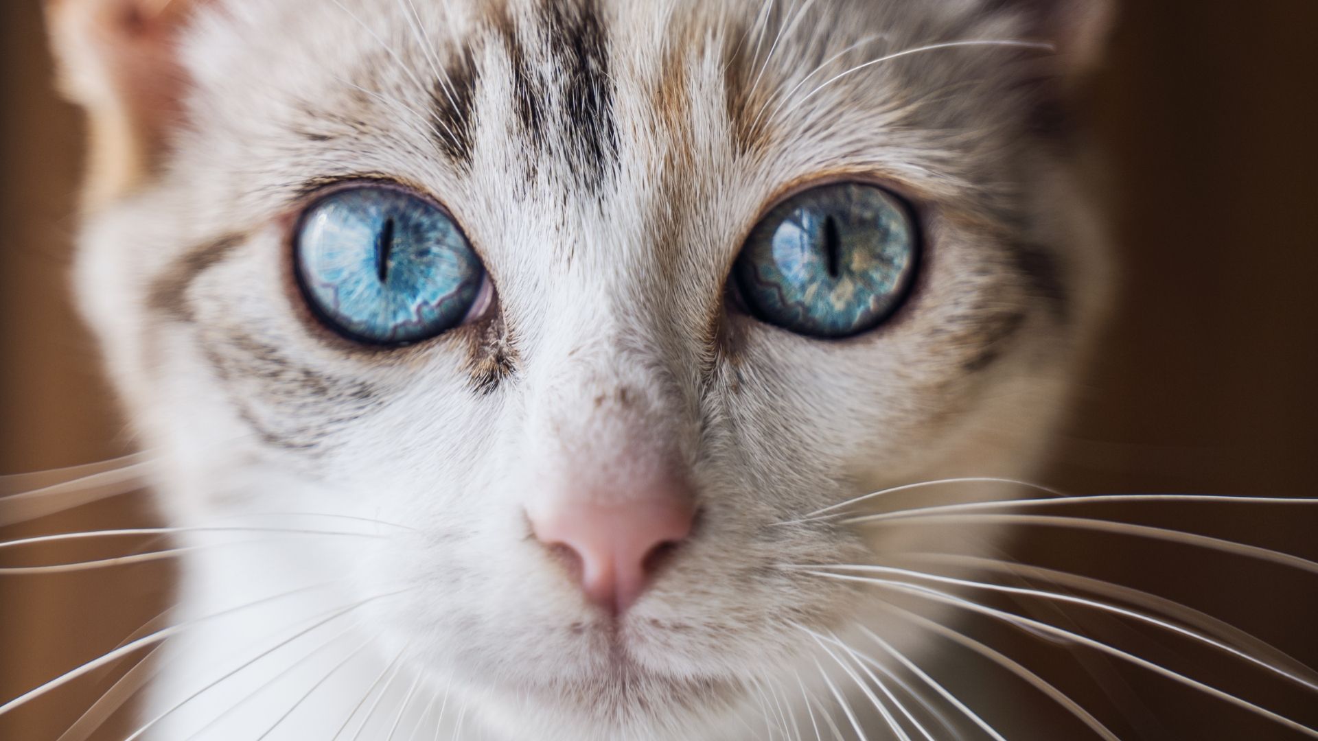 Ojos Azules Kedi Irkı Özellikleri ve Bakımı