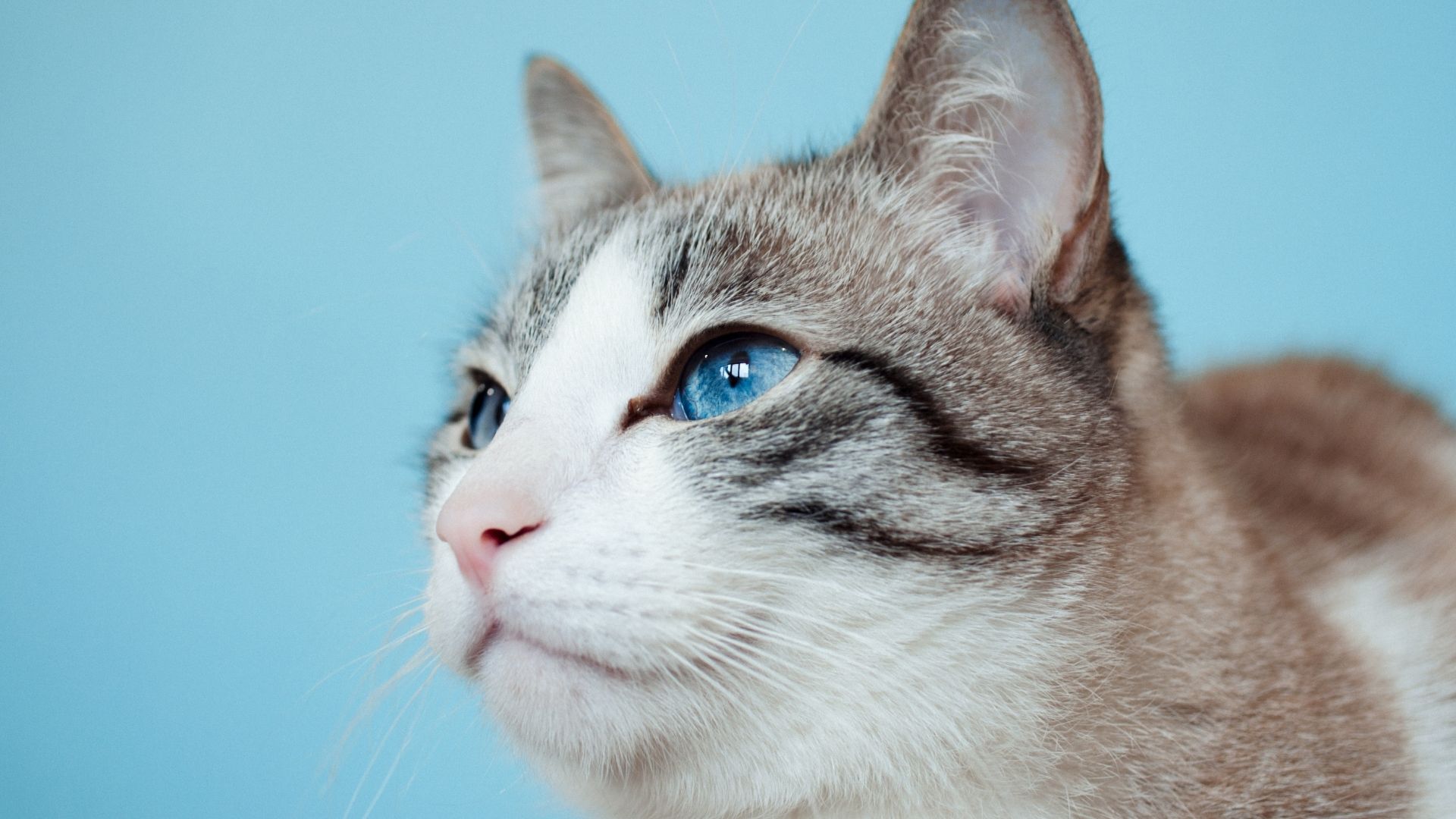 Ojos Azules Kedi Irkı Özellikleri ve Bakımı