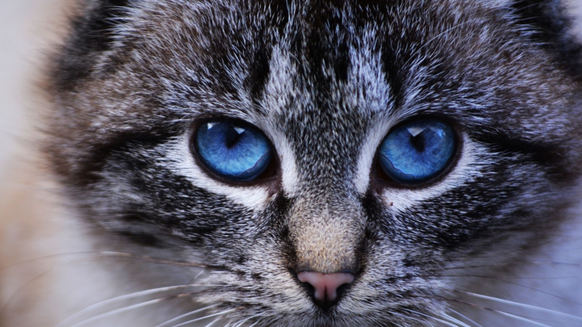 Ojos Azules Kedi Irkı Özellikleri ve Bakımı