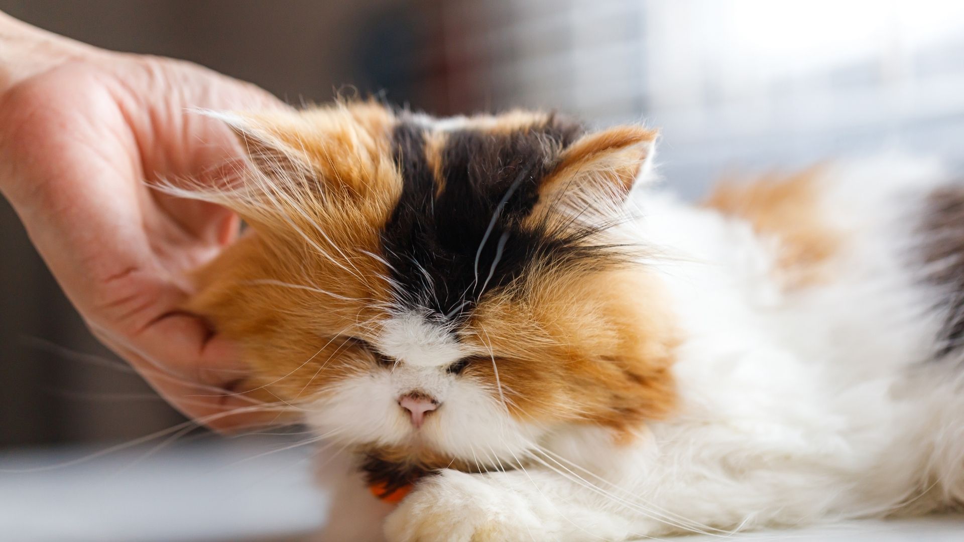 Oriental Longhair Kedi Irkı Özellikleri ve Bakımı