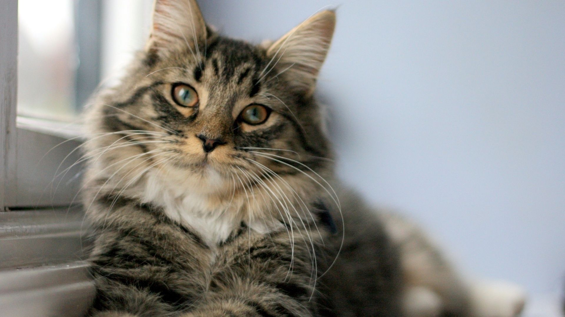 Oriental Longhair Kedi Irkı Özellikleri ve Bakımı
