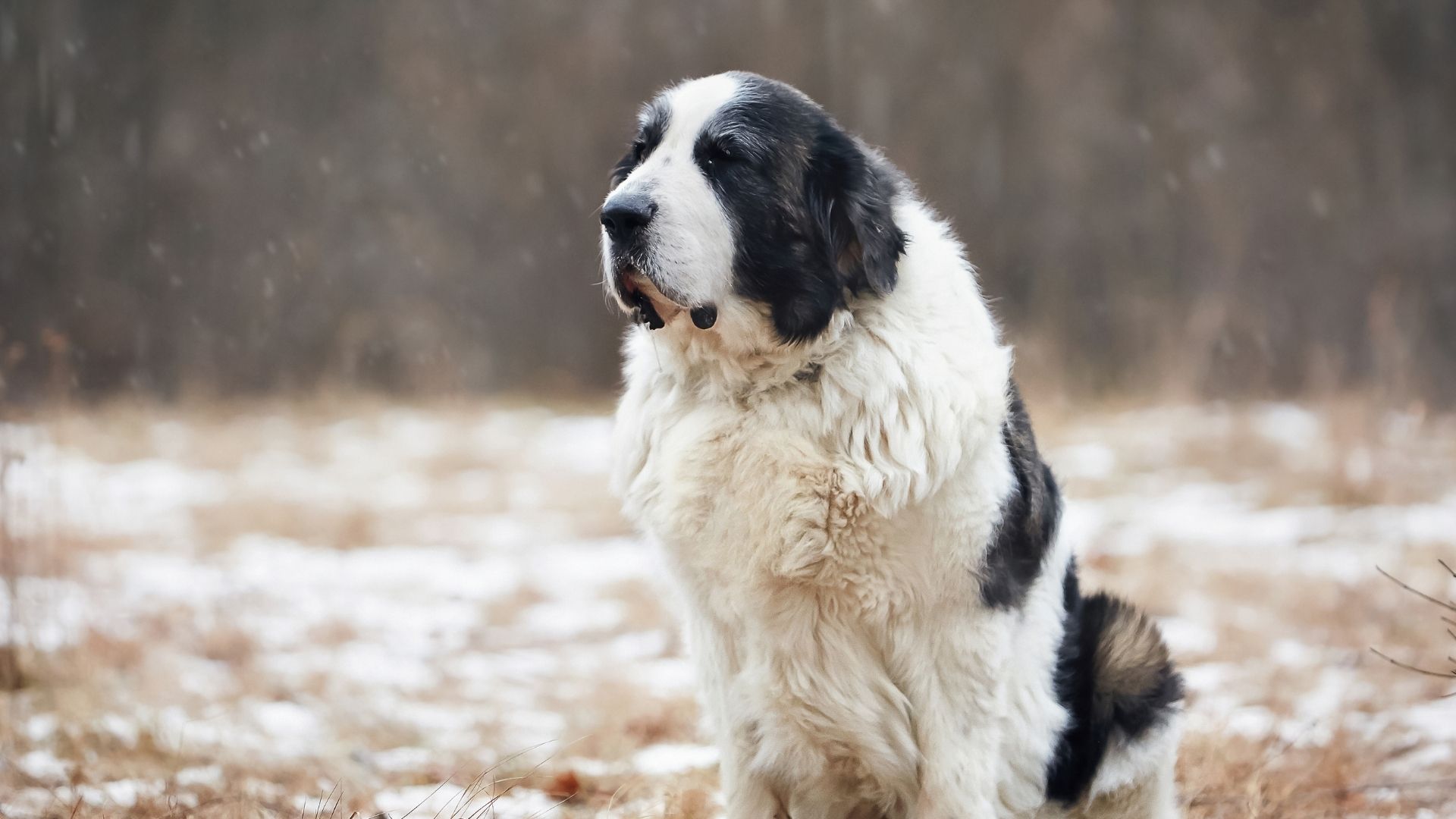 Pirene Mastifi (Pyrenean Mastiff) Köpek Irkı Özellikleri ve Bakımı
