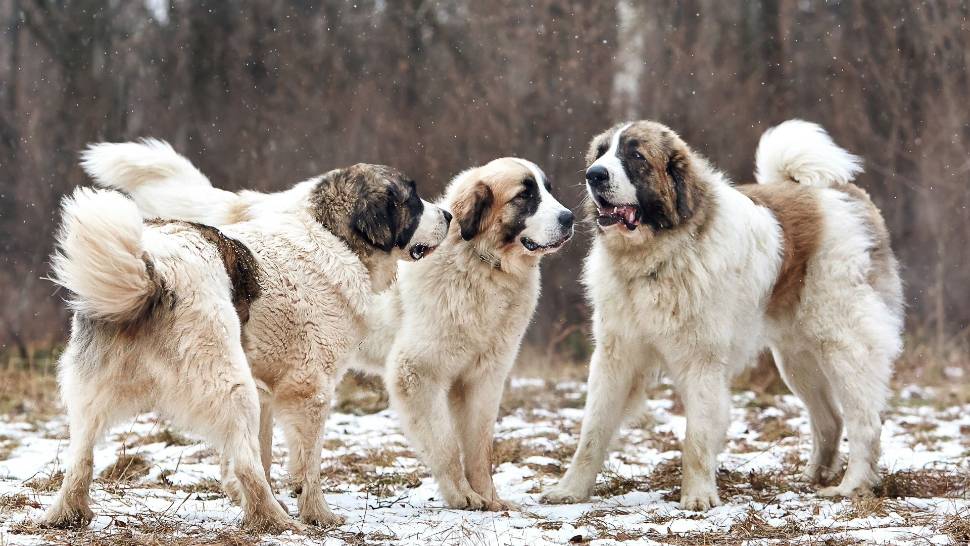 Pirene Mastifi (Pyrenean Mastiff) Köpek Irkı Özellikleri ve Bakımı