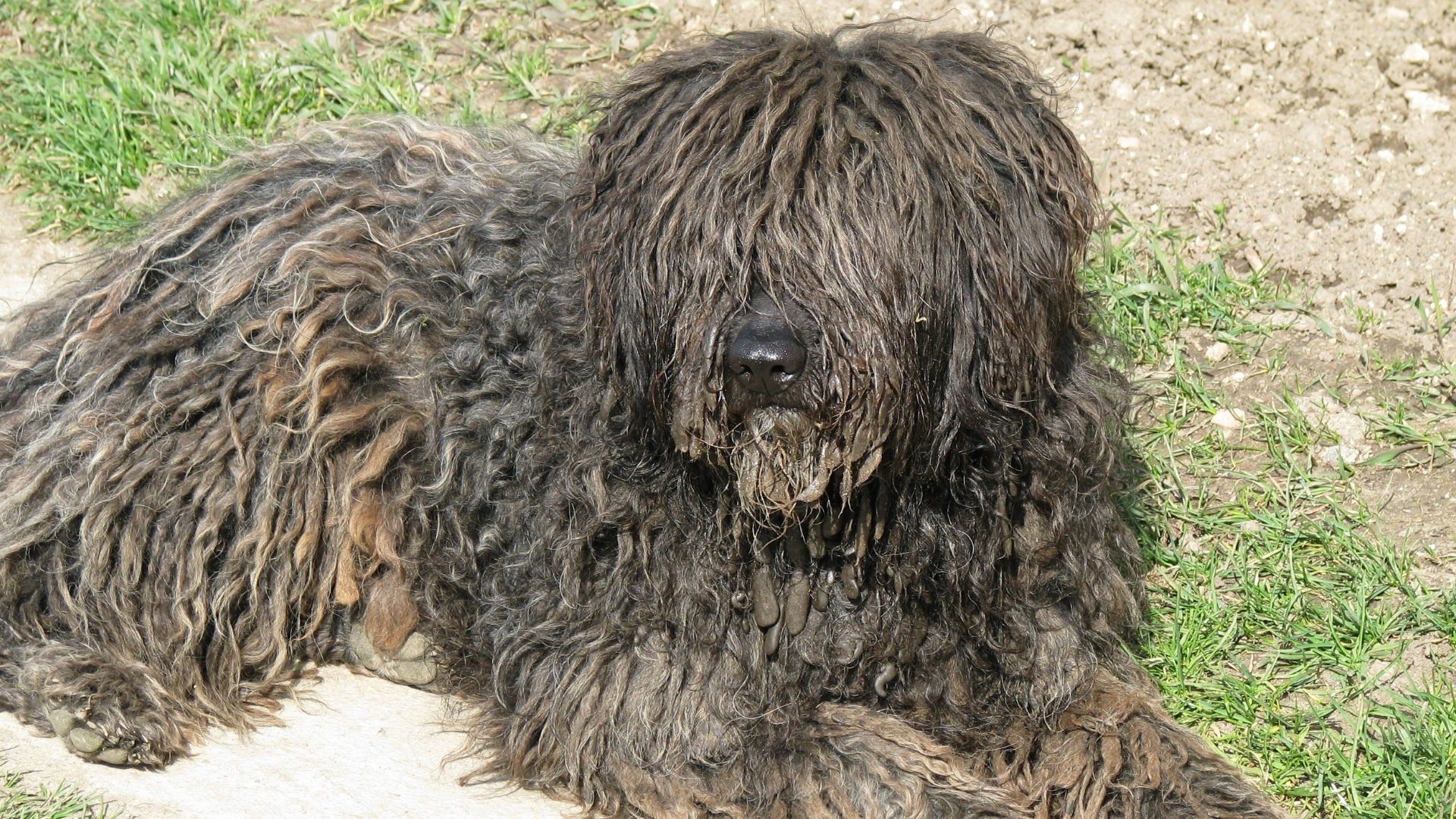 Puli (Macar Su Köpeği) Özellikleri ve Bakımı