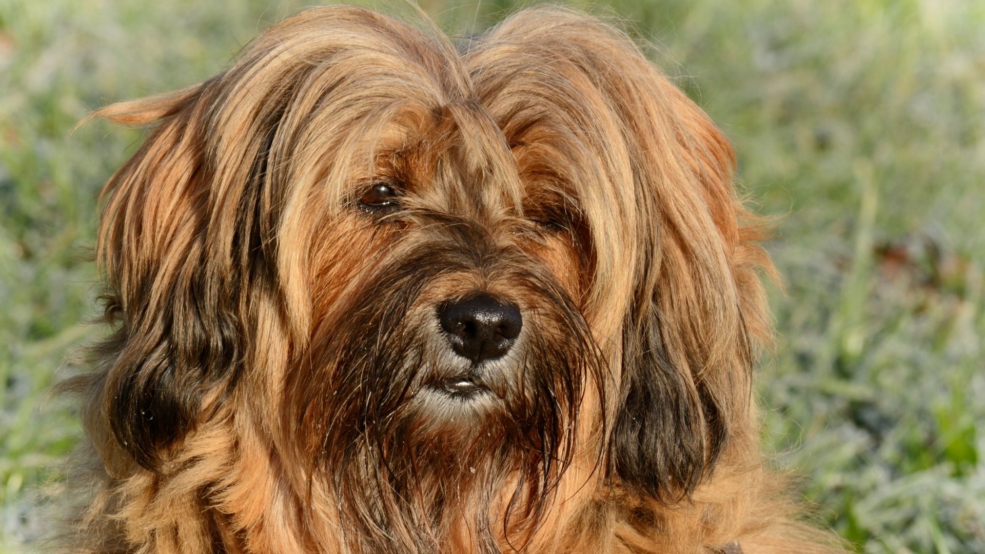 Puli (Macar Su Köpeği) Özellikleri ve Bakımı