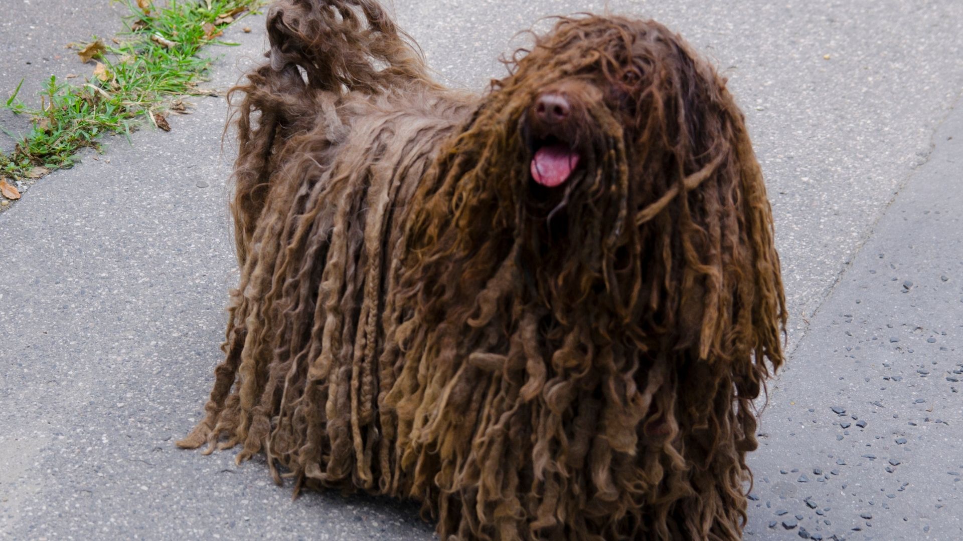 Puli (Macar Su Köpeği) Özellikleri ve Bakımı