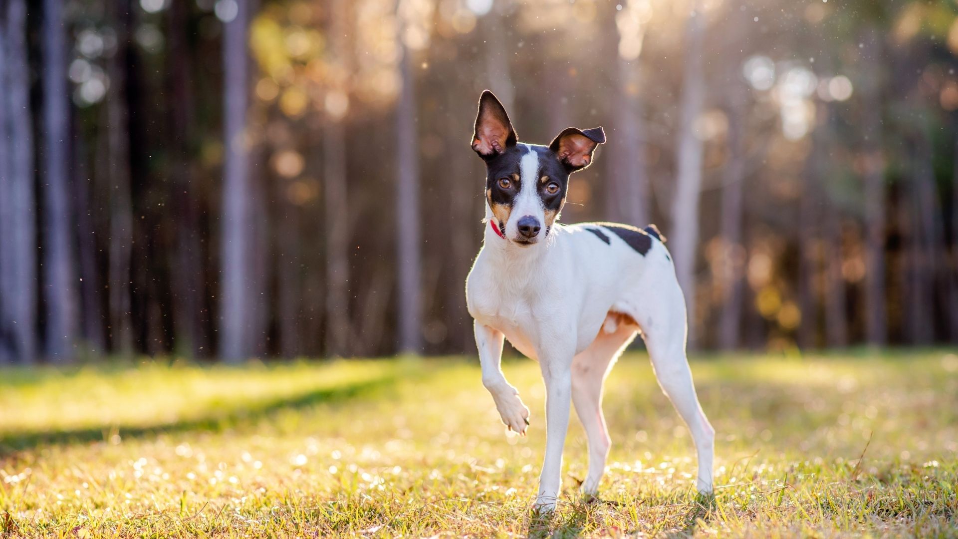 Rat Terrier Köpek Irkı Özellikleri ve Bakımı 