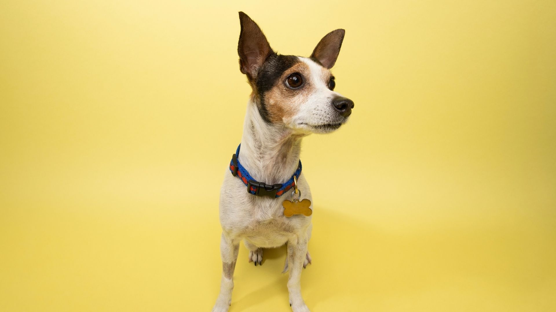 Rat Terrier Köpek Irkı Özellikleri ve Bakımı 