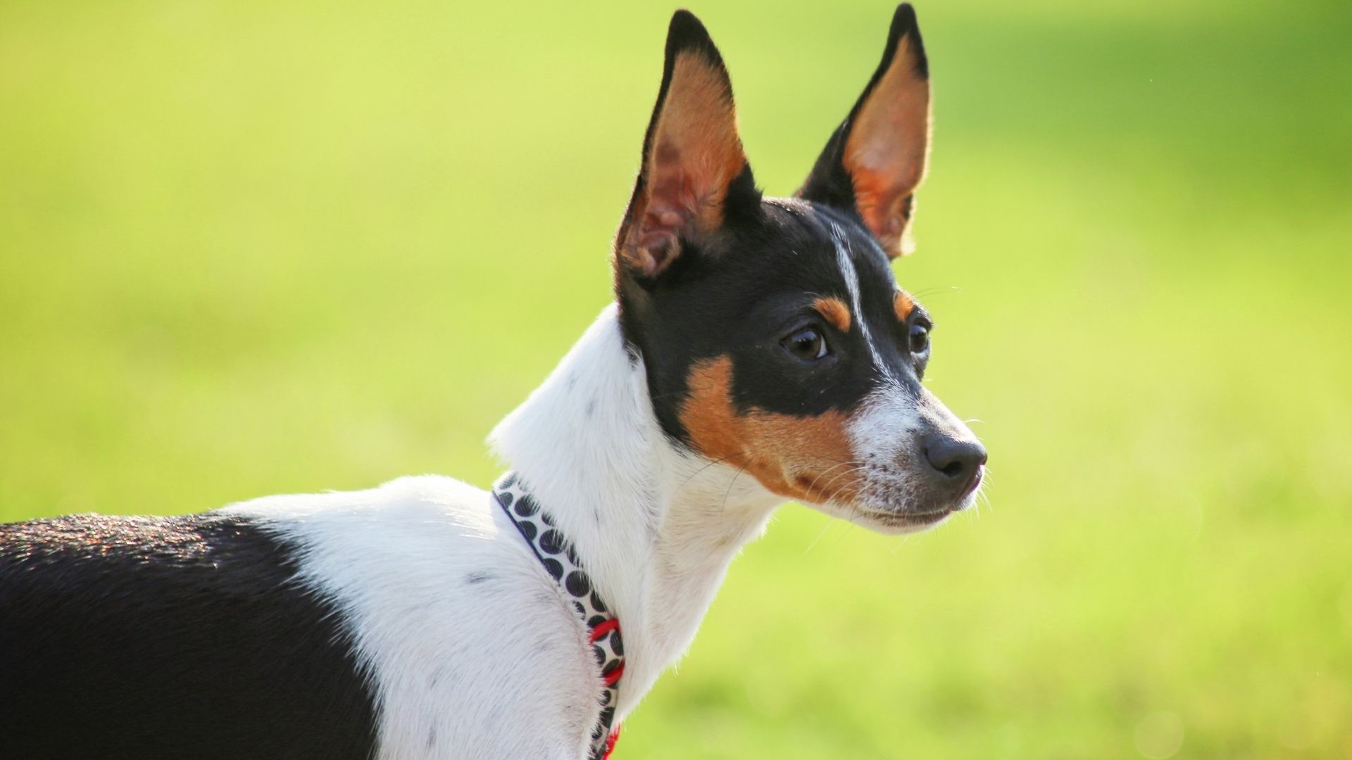 Rat Terrier Köpek Irkı Özellikleri ve Bakımı 