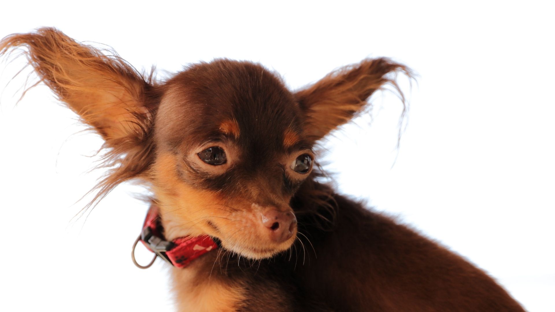 Russian Toy Köpek Irkı Özellikleri ve Bakımı