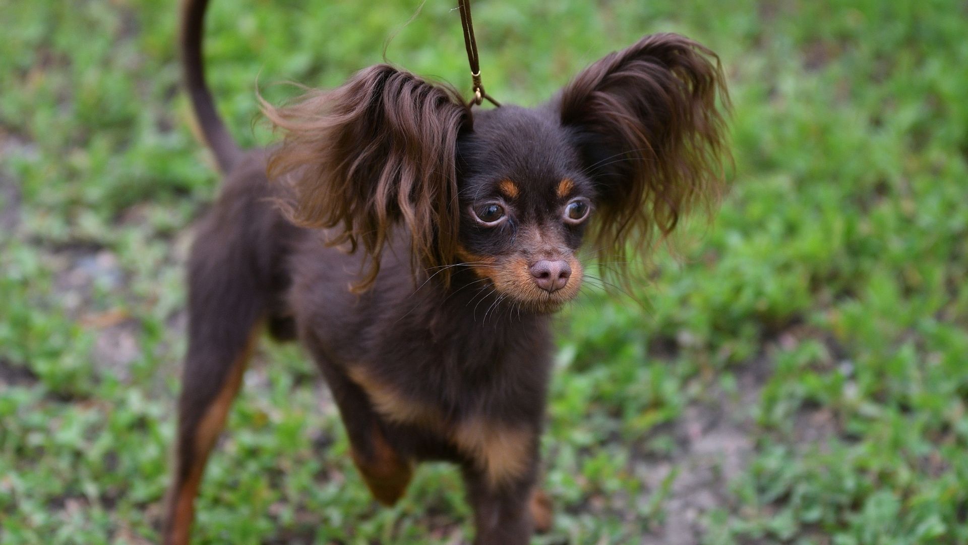 Russian Toy Köpek Irkı Özellikleri ve Bakımı