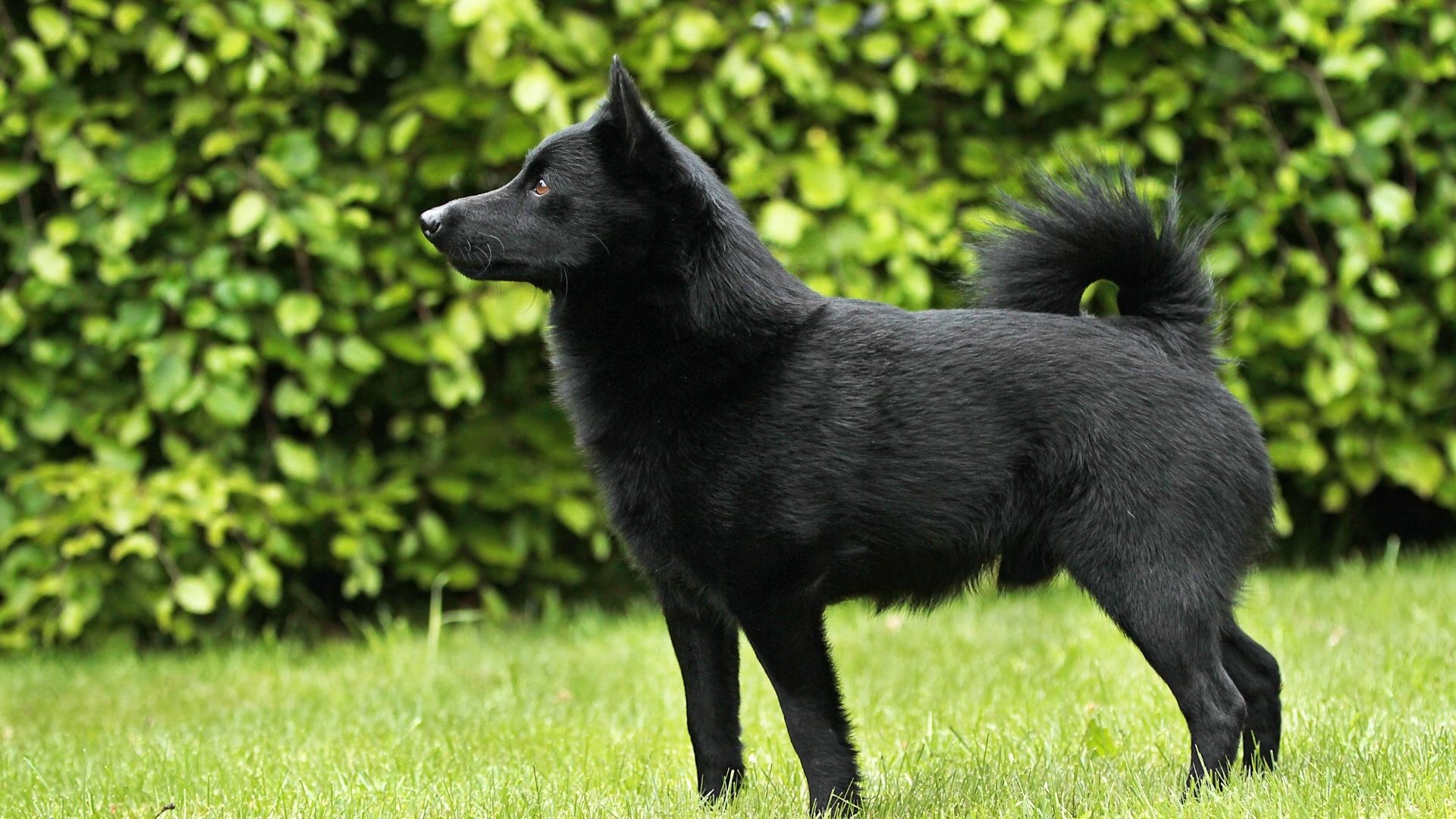 Schipperke Köpek Irkı Özellikleri ve Bakımı 