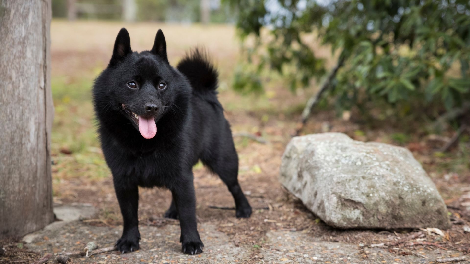 Schipperke Köpek Irkı Özellikleri ve Bakımı 