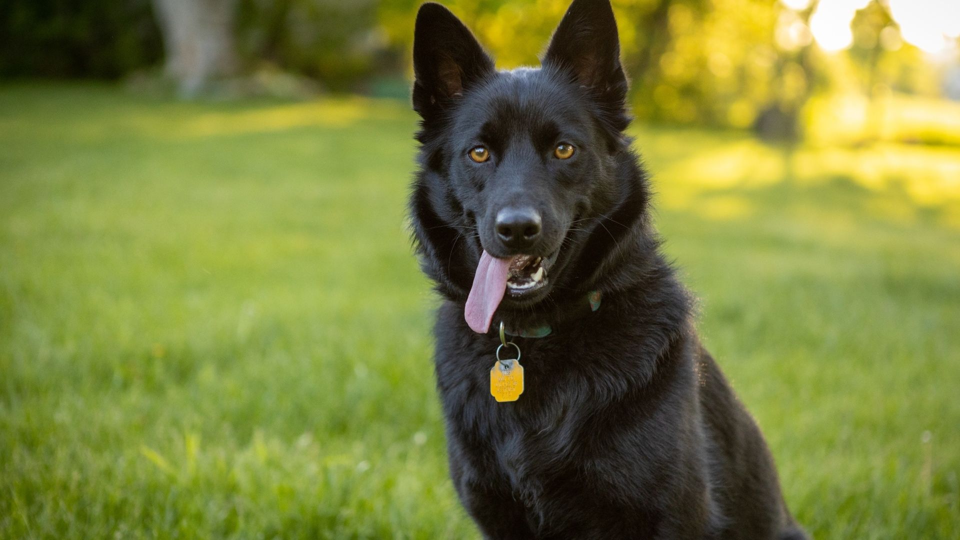 Schipperke Köpek Irkı Özellikleri ve Bakımı 