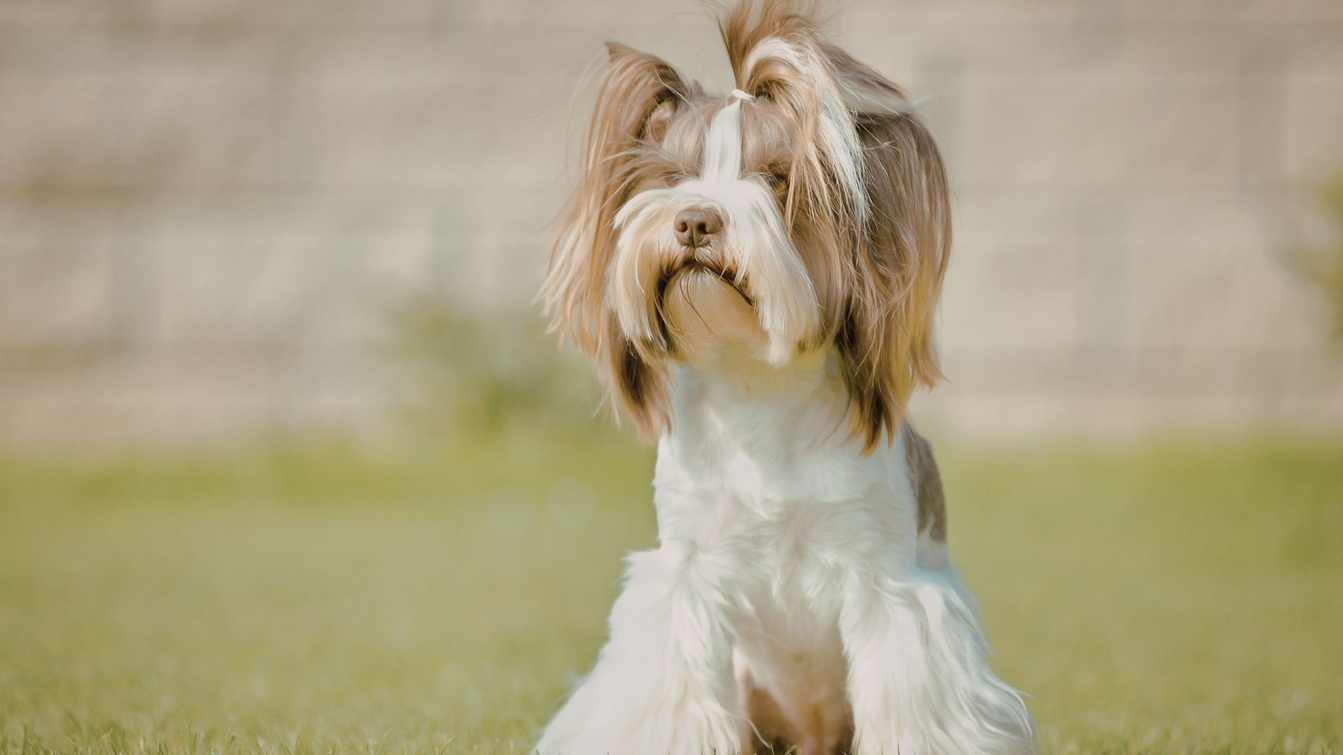 Silky Terrier Köpek Irkı Özellikleri ve Bakımı