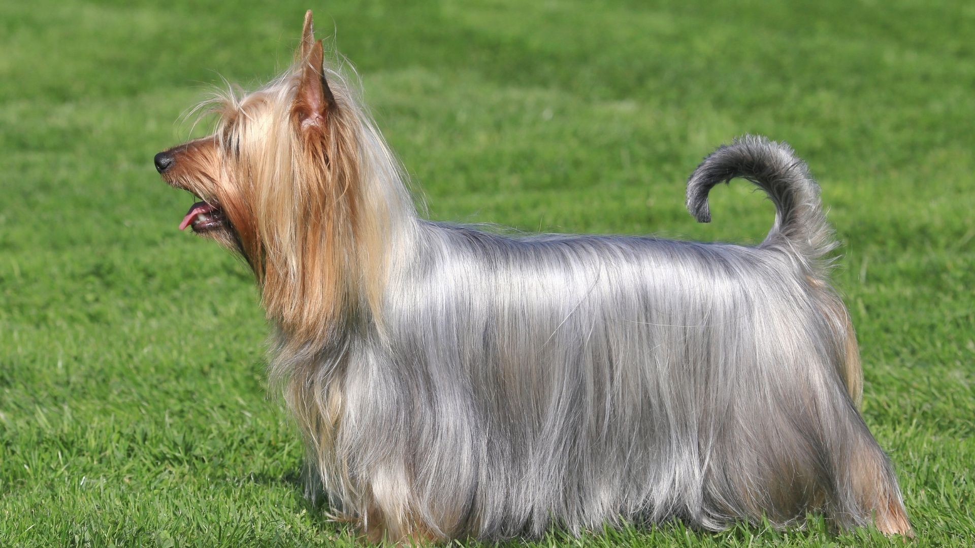 Silky Terrier Köpek Irkı Özellikleri ve Bakımı