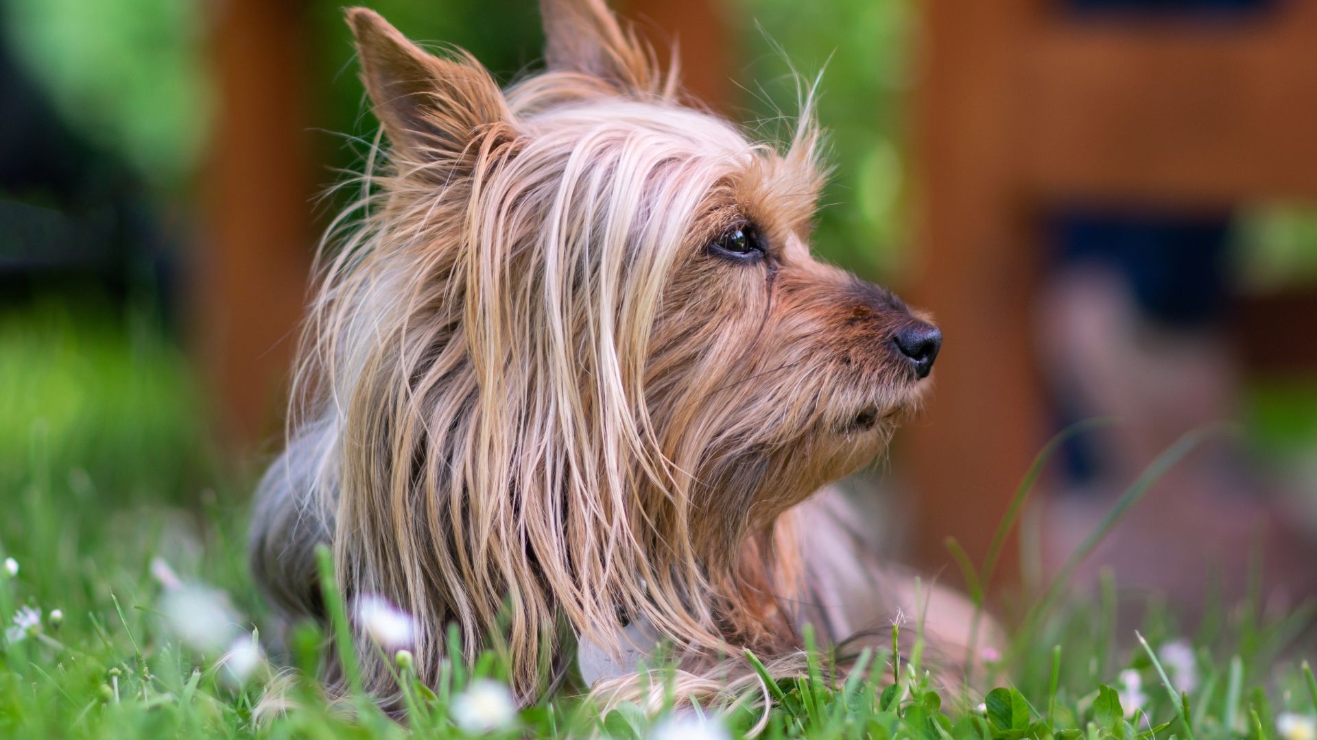 Silky Terrier Köpek Irkı Özellikleri ve Bakımı