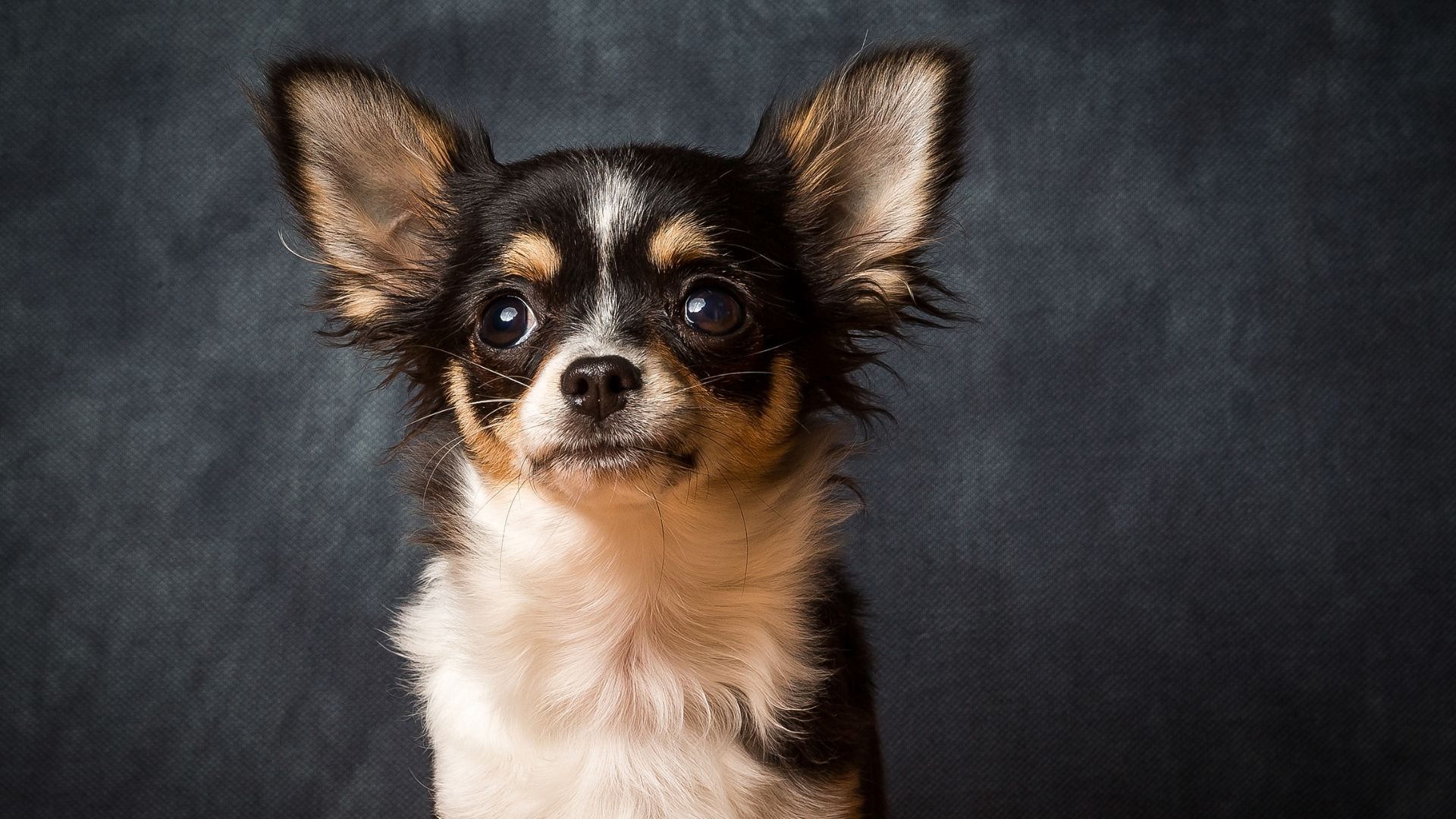 Süs Köpeği Irkları ve Özellikleri Nelerdir?