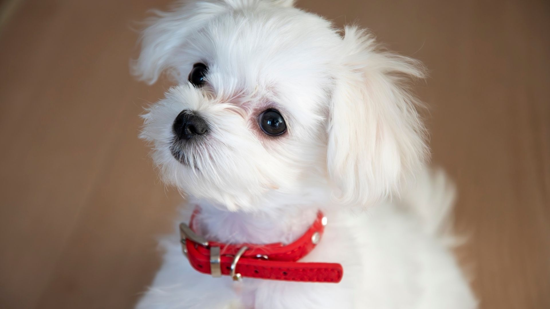 Süs Köpeği Irkları ve Özellikleri Nelerdir?