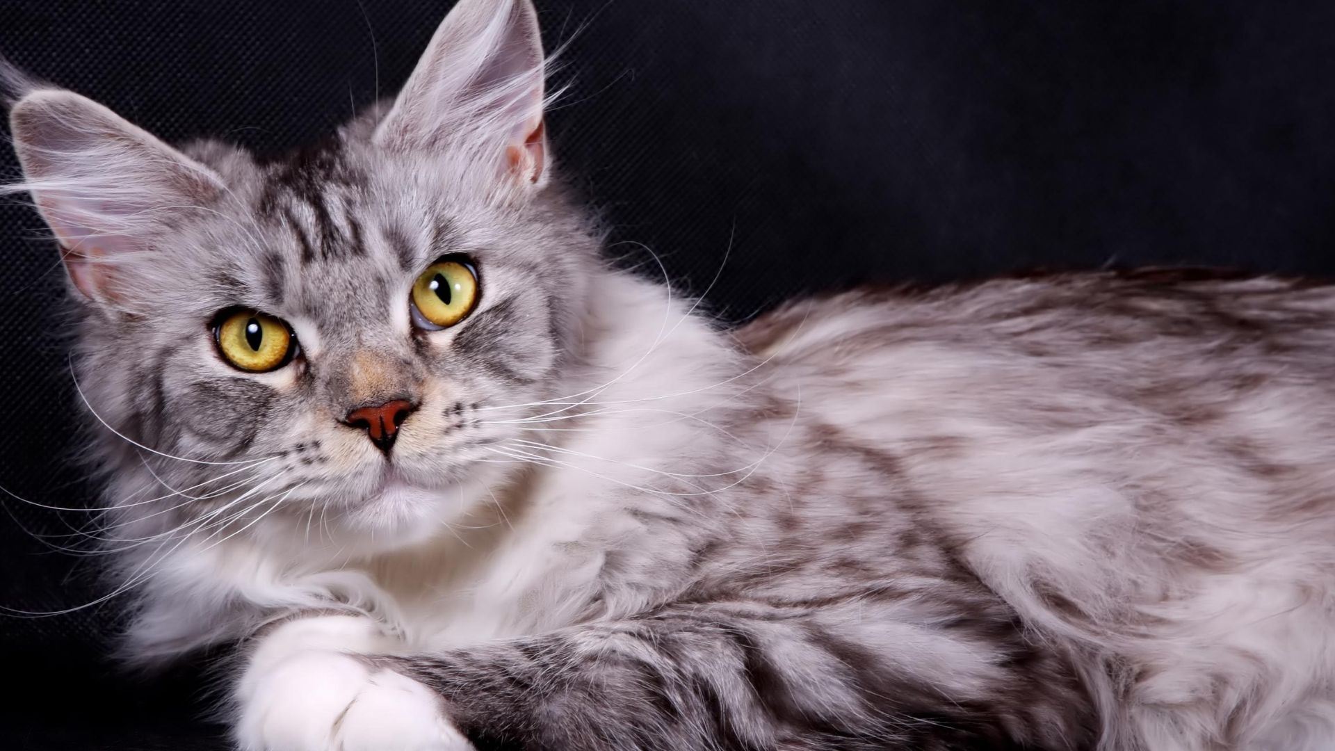 Suyu Seven Kedi Irkları Hangileridir?