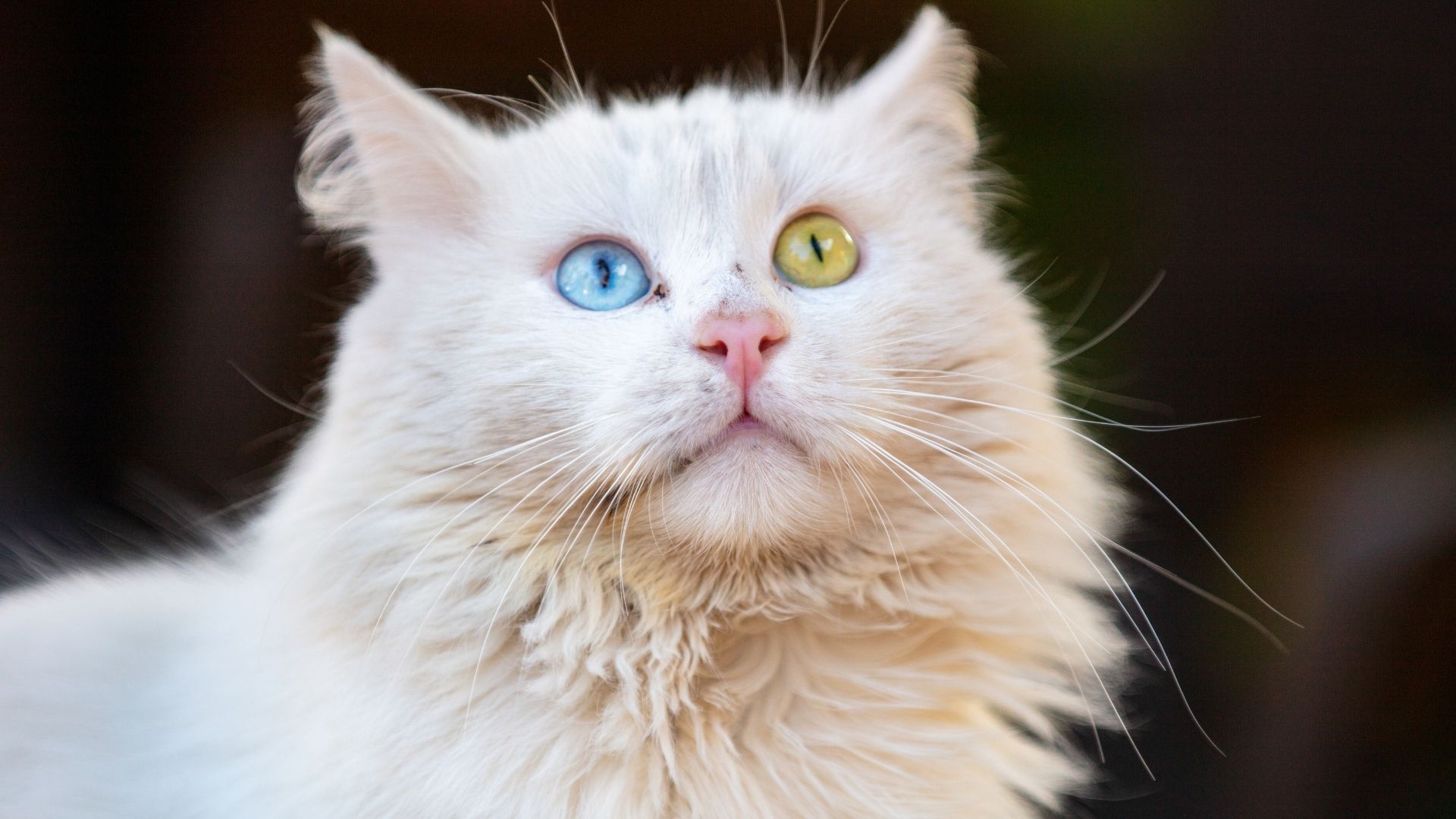 Suyu Seven Kedi Irkları Hangileridir?