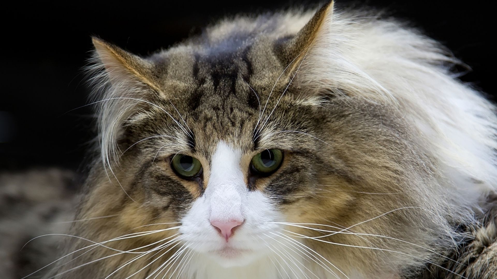 Suyu Seven Kedi Irkları Hangileridir?
