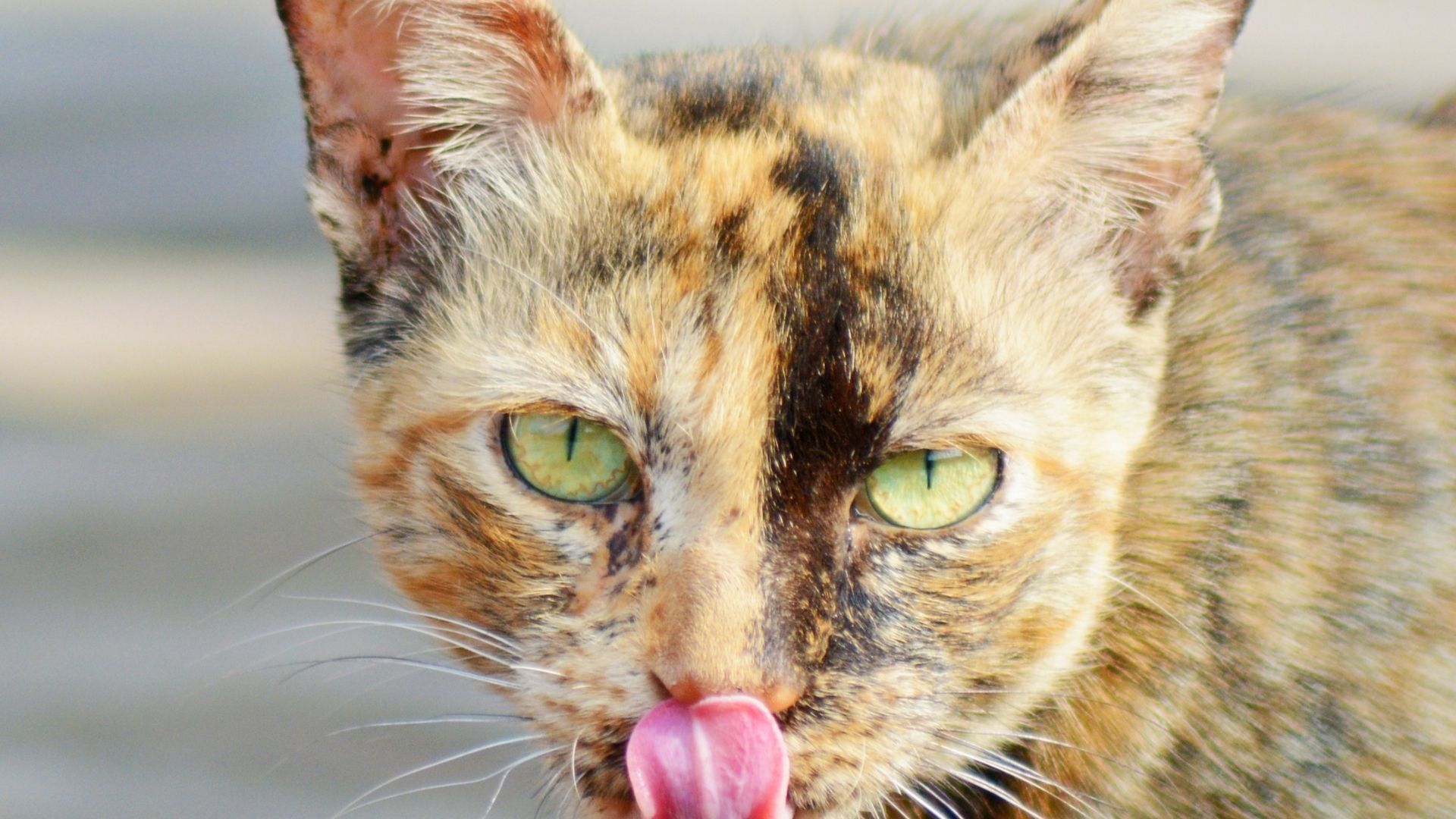 Tortoiseshell Kedisi Özellikleri ve Bakımı 