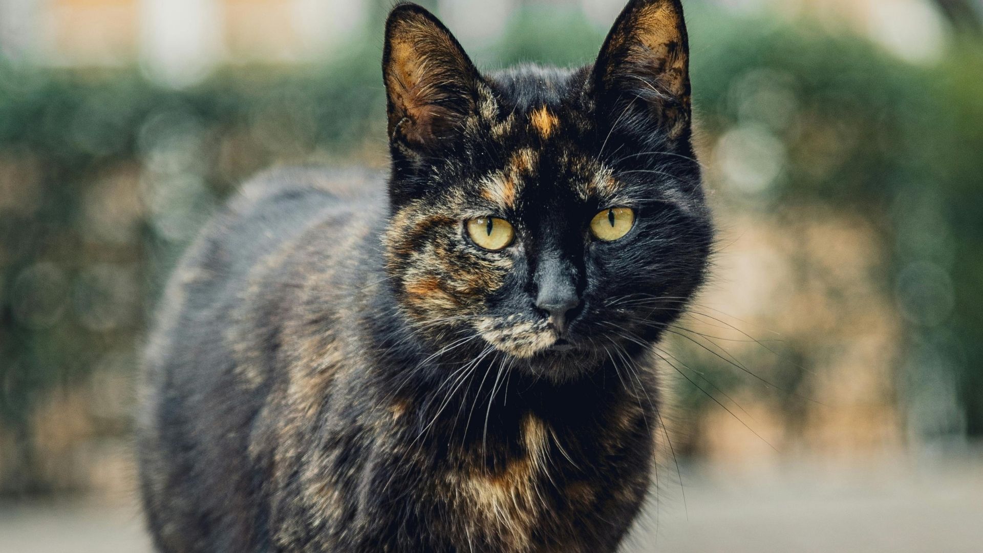 Tortoiseshell Kedisi Özellikleri ve Bakımı 